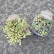 セダム2pot set ④