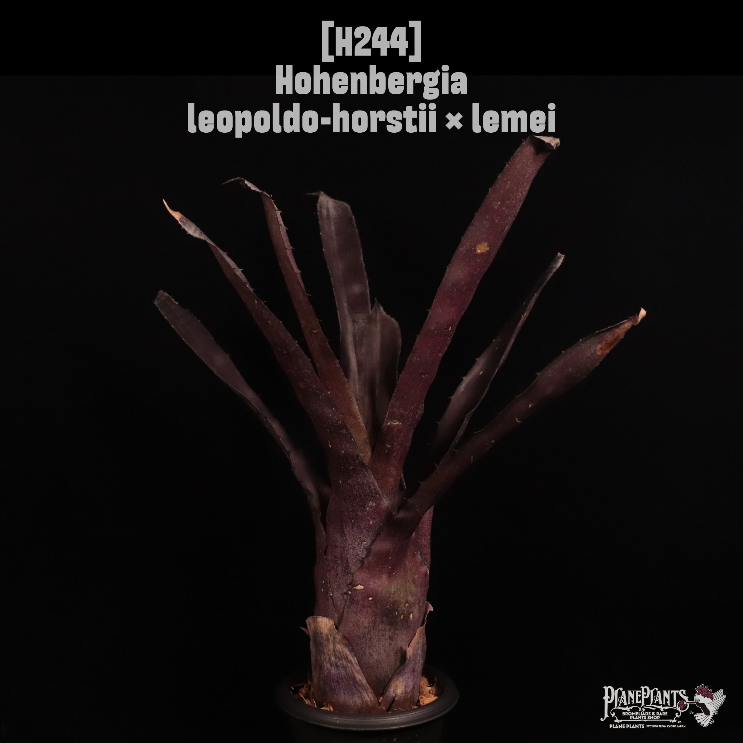 Hohenbergia leopoldo-horstii × lemei〔ホヘンベルギア〕H244
