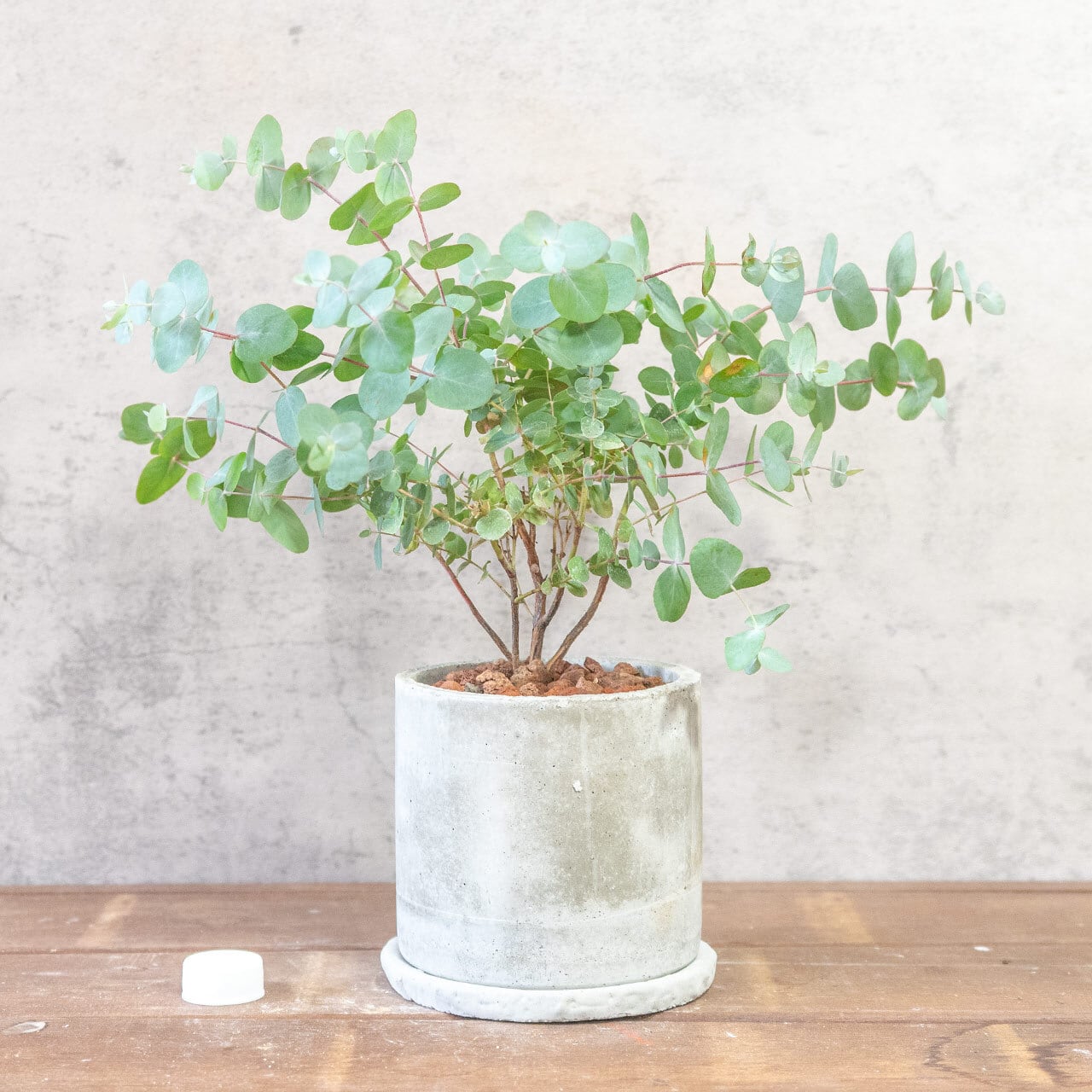 【涼しげなシルバーリーフ】厳選仕入れのユーカリ・グニー。無機質な手づくりモルタル鉢が、繊細な葉の動きを際立たせる特別な仕立て｜虫発生抑制｜送料全国一律850円