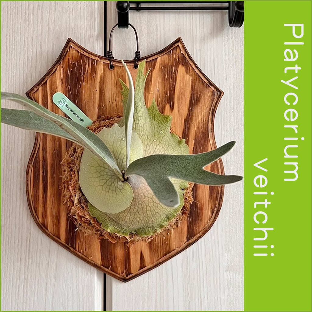 ビカクシダ ベイチー 板付 【観葉植物 壁掛け コウモリラン