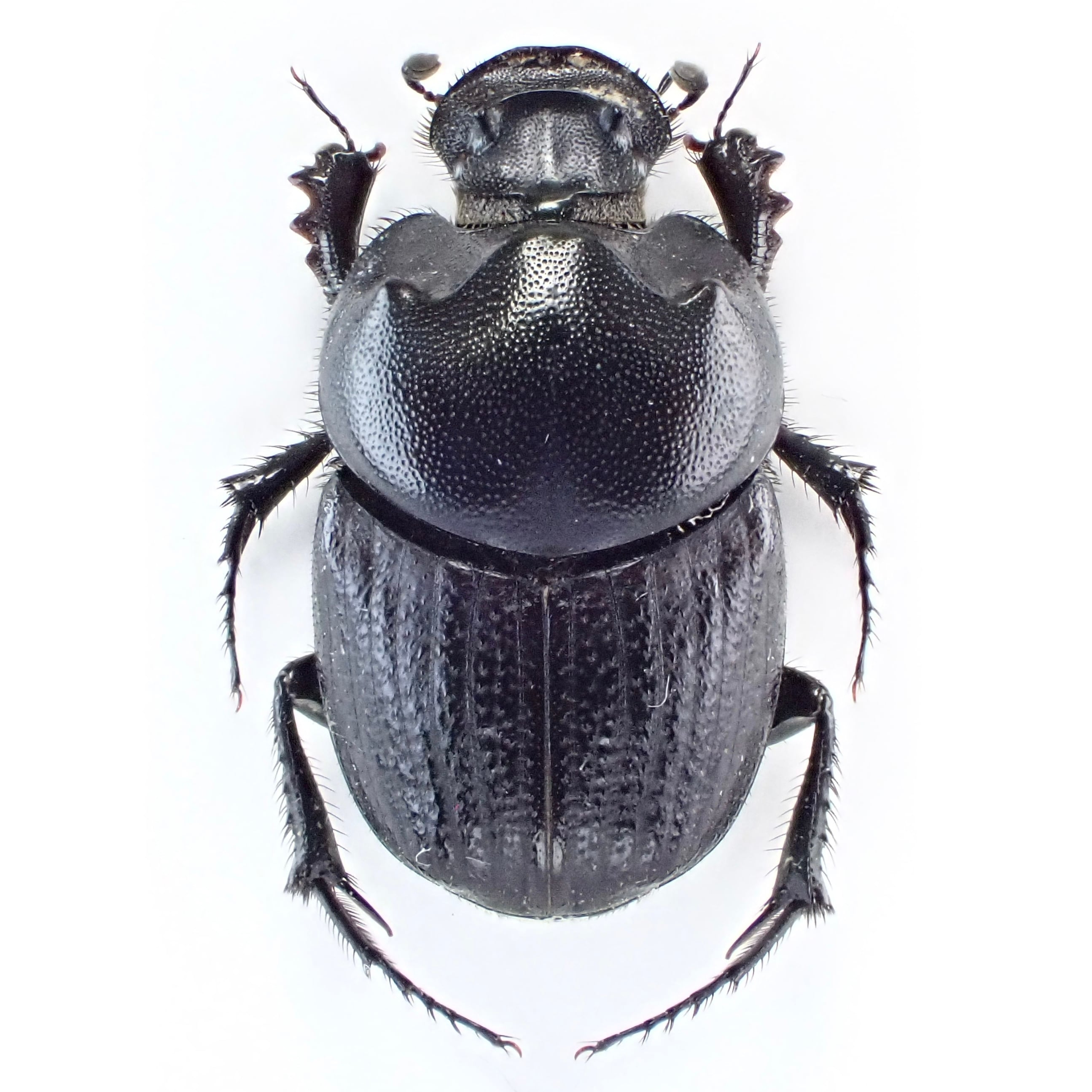 ウズベキスタン産　ゴミムシダマシ　26mm ウズベキスタン産 Onthophagus amyntas ♂♀ 12mm/11mm XL | 昆虫標本