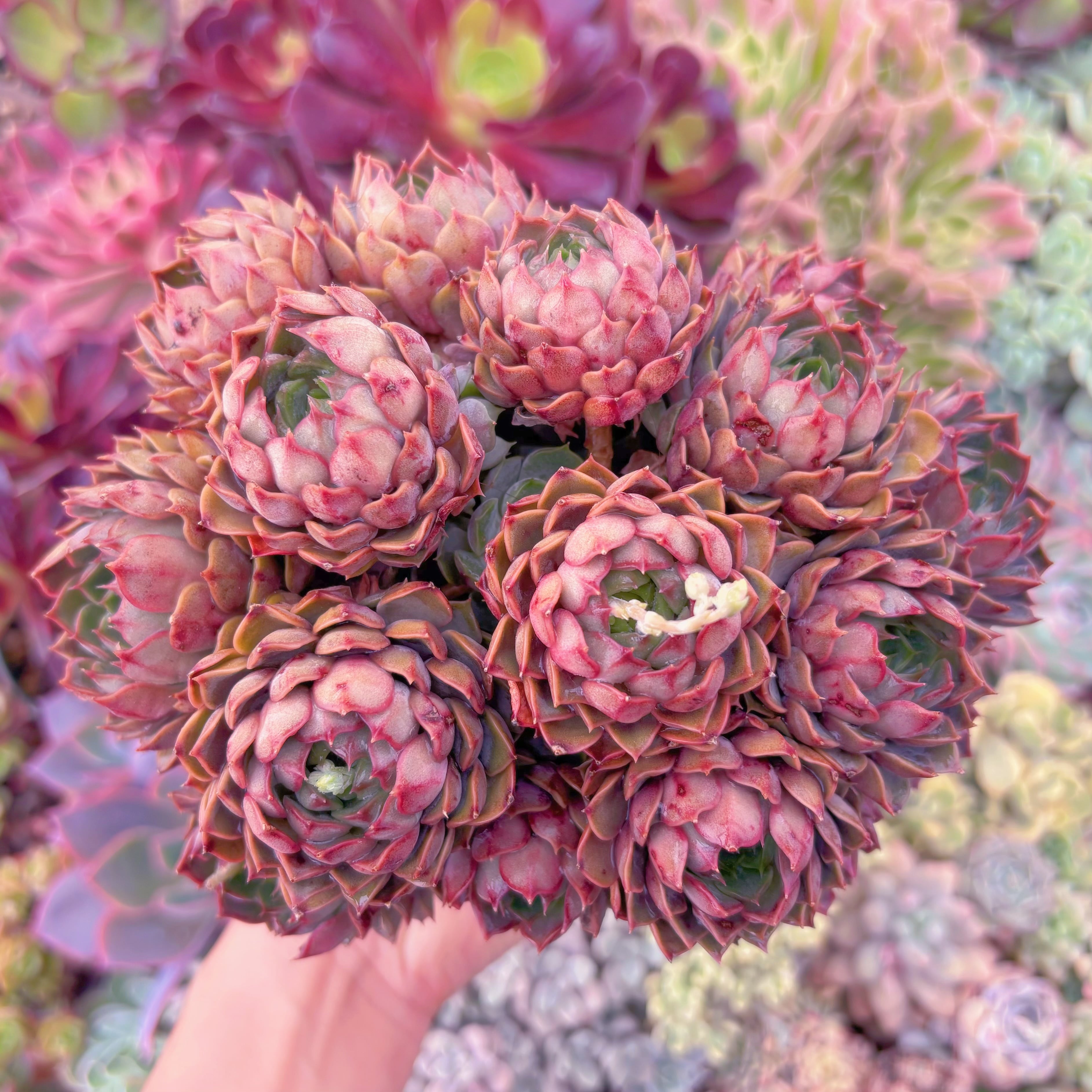 現品　シャルローズ#E12　大群生　新入荷　るる農園