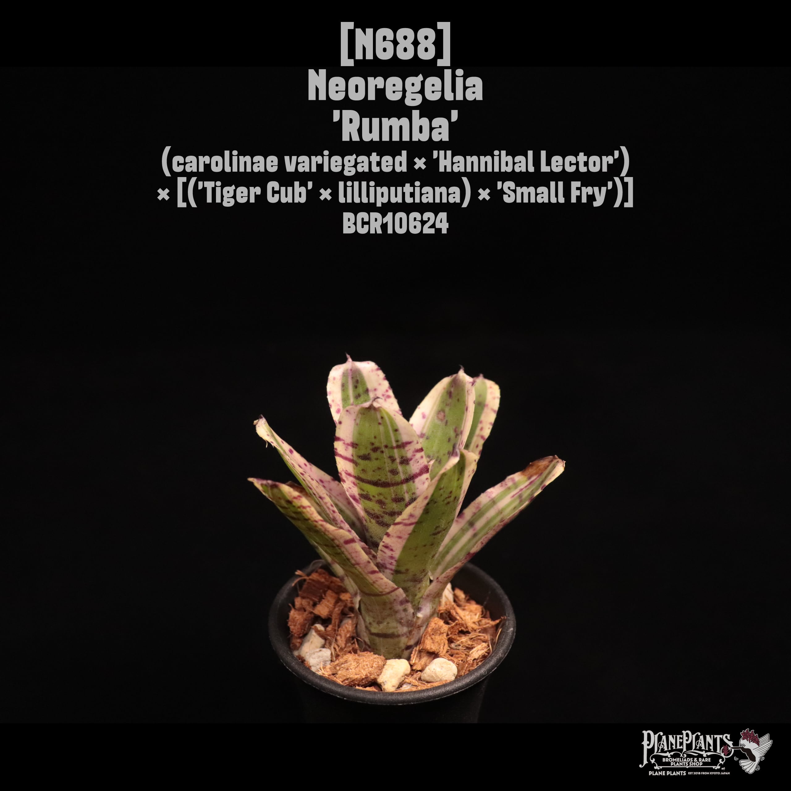 Neoregelia 'Rumba'〔ネオレゲリア〕N688