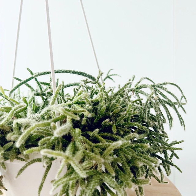 ふわもこ リプサリス ホリダ ハンギング 観葉植物 calm cafe