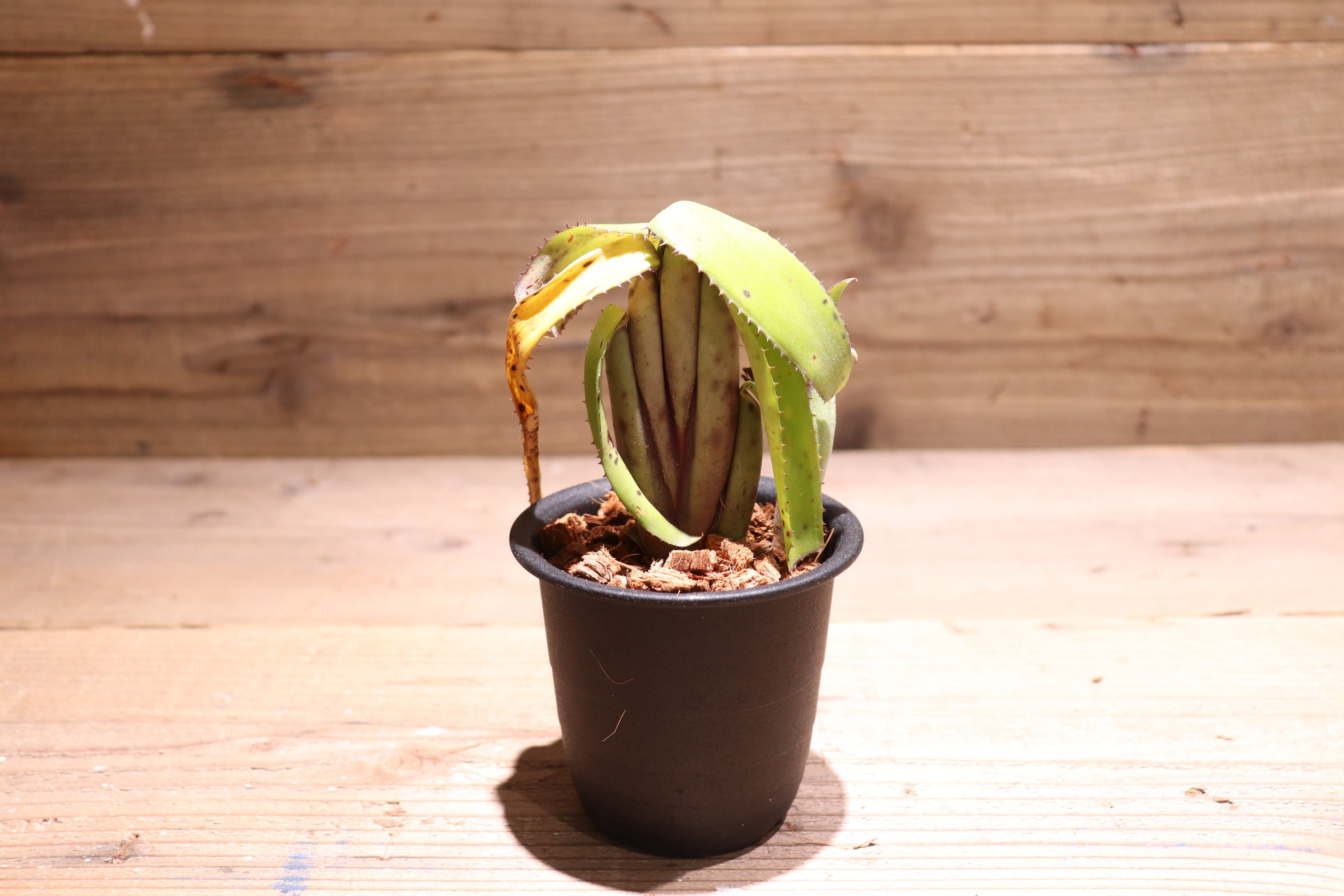 送料無料】Aechmea brevicollis〔エクメア〕現品発送A0046 | plane plants