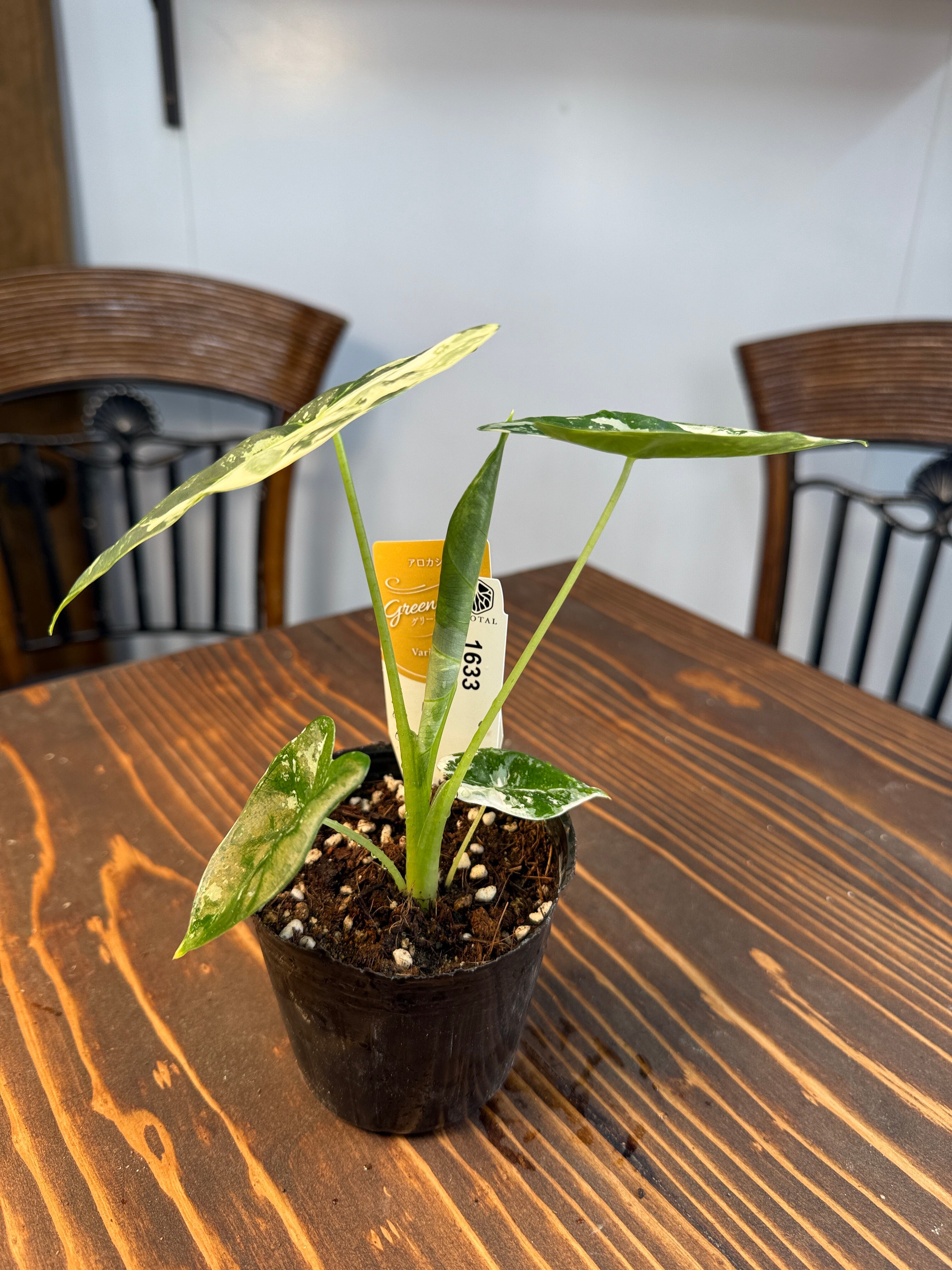 ☆1633【超レア 極み】アロカシア グリーンベルベット