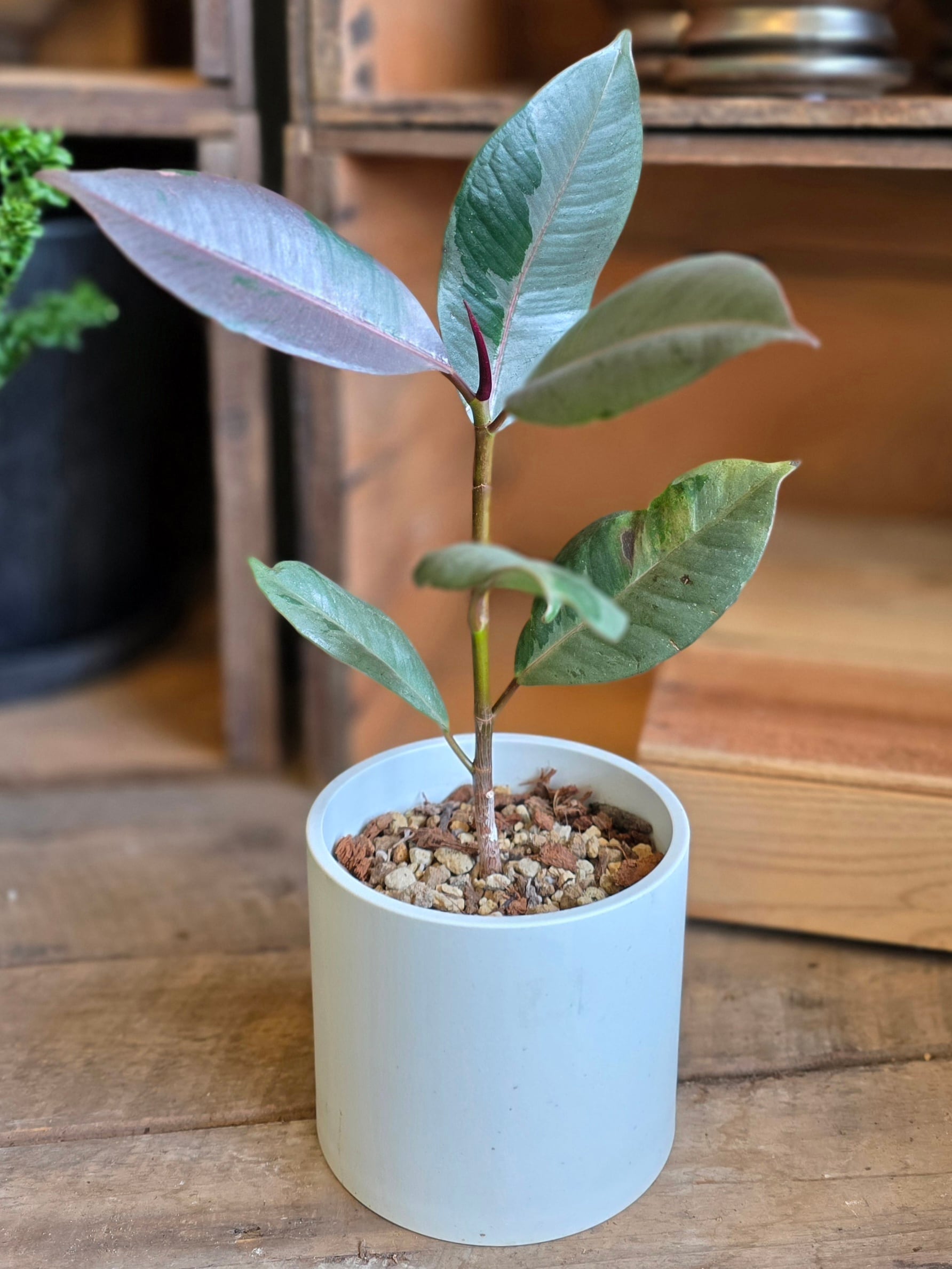 フィカス・ブルールビー　(3.５号)