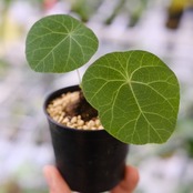 Stephania kaweesakii / ステファニア カウィーサキー⑥ / 観葉植物