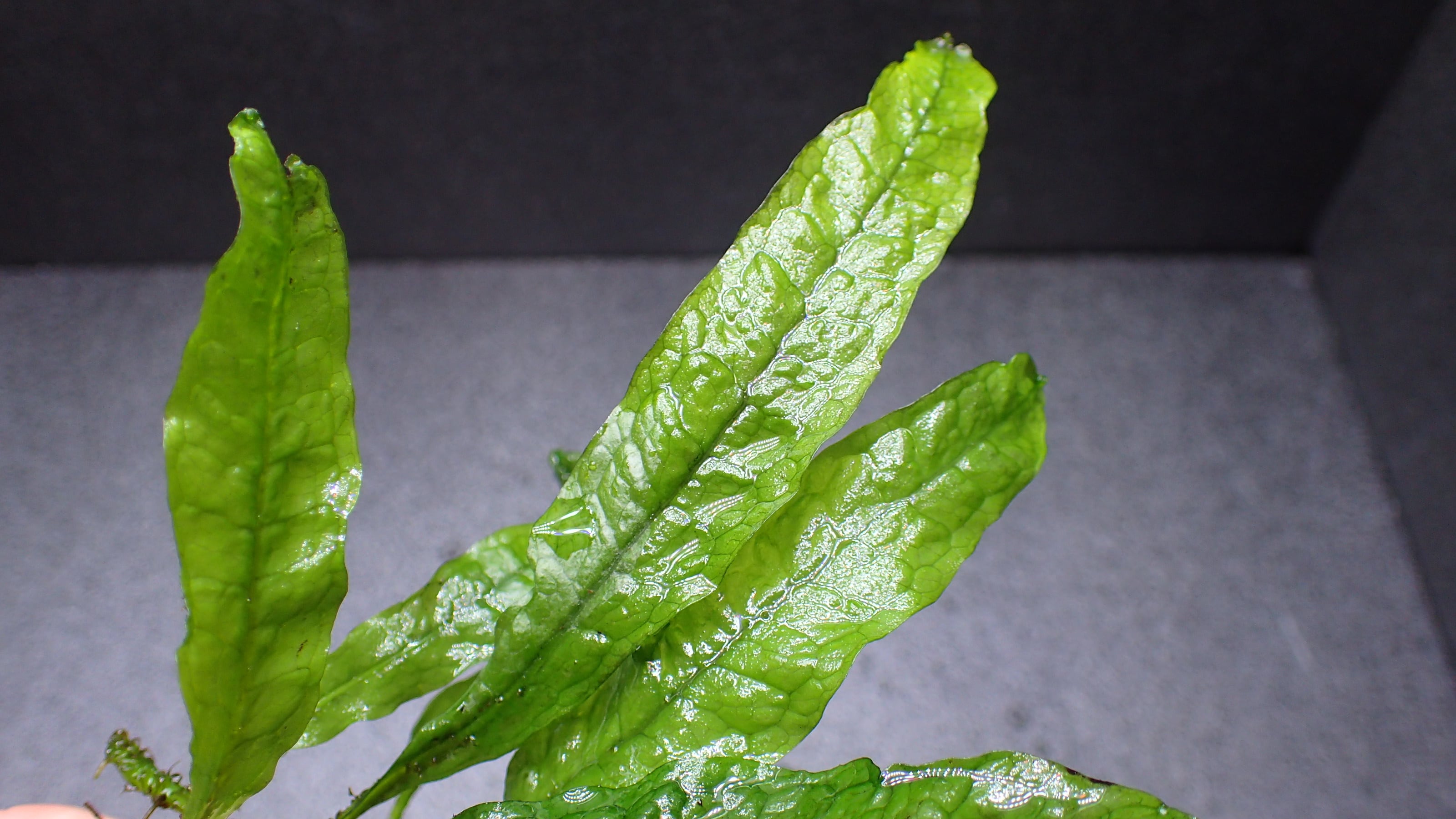 Bucephalandra sp Red Mini Phantom 1株 | 熱帯植物 水草