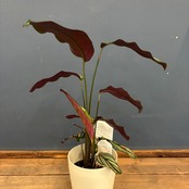 【新着3日限定10%OFF】カラテア　ホワイトスター【1001】