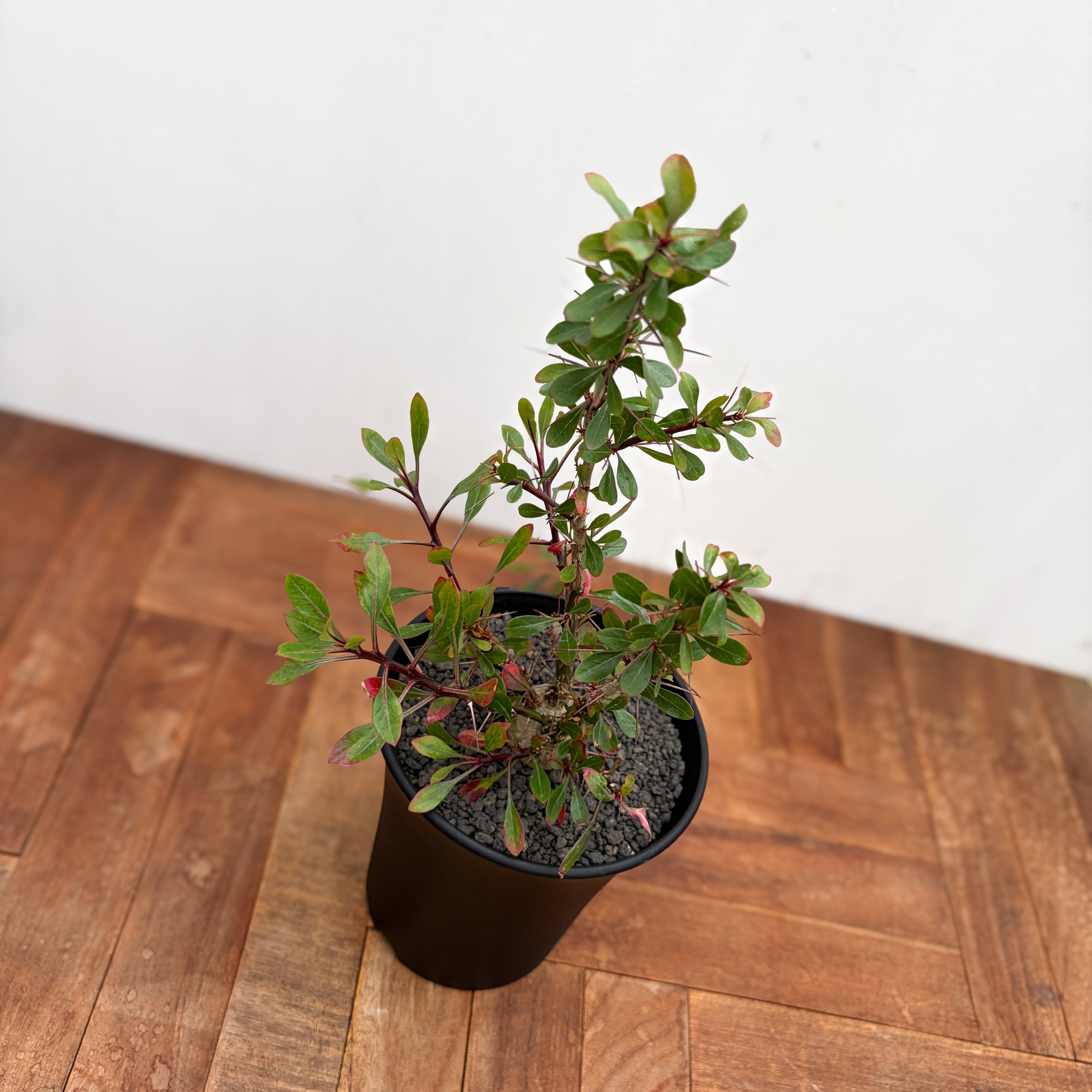 Fouquieria fasciculata【フォークイエリア・ファシクラータ・実生