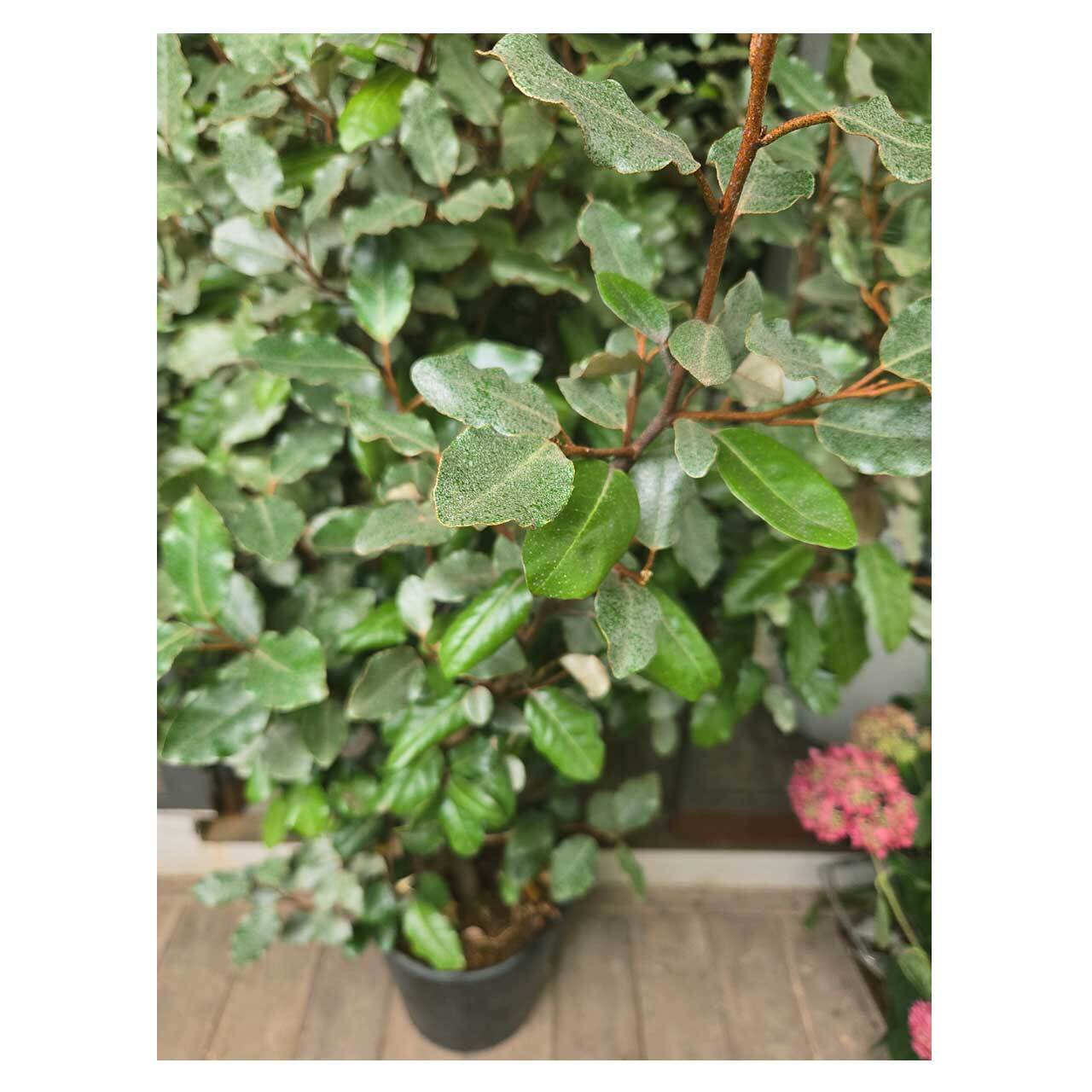 Elaeagnus 'Compacta' | Seeding