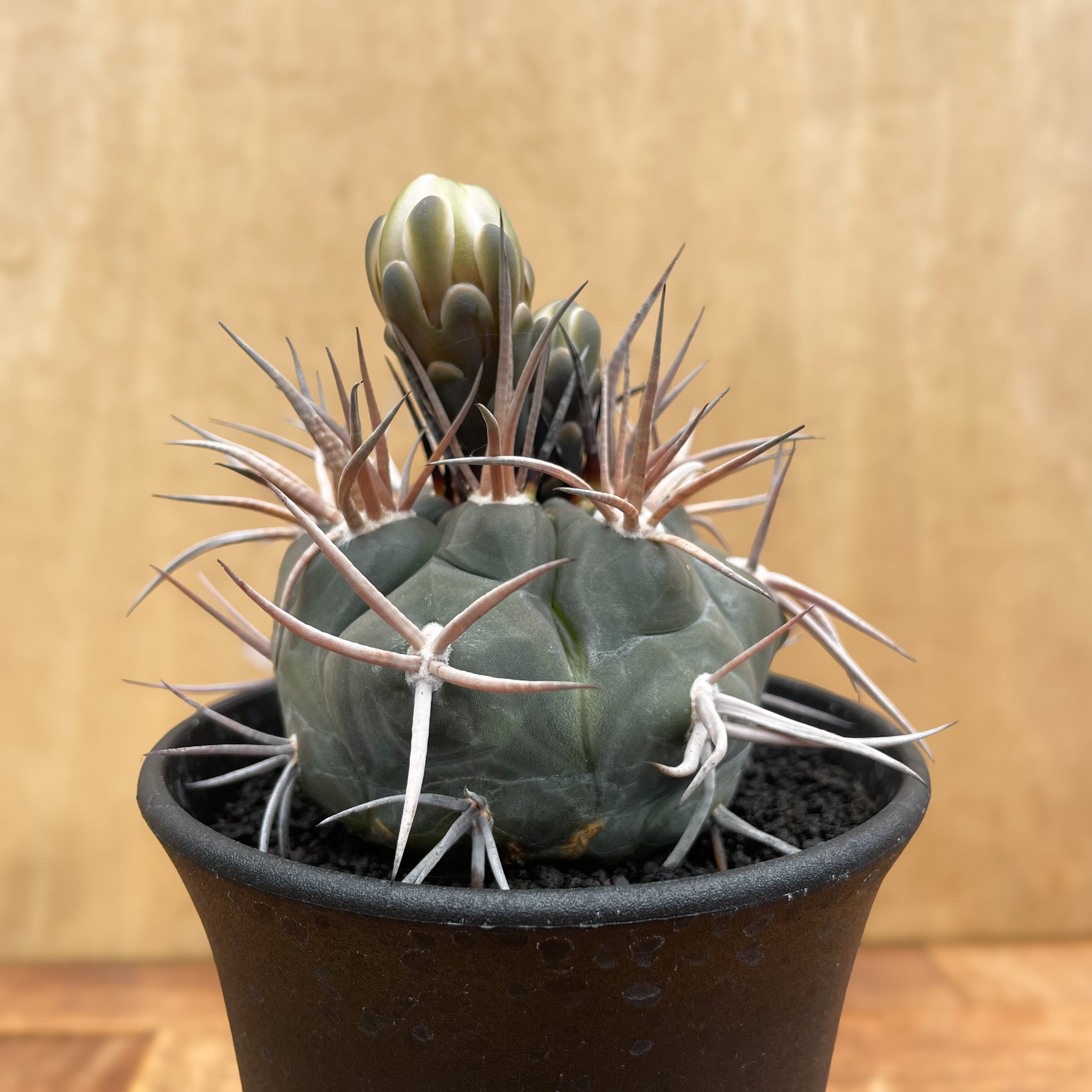 【コレクション】ギムノカリキウム　魔天竜　現地球カキコ　希少　未発根　幅4.5㎝ コレクション】ギムノカリキウム 魔天竜 現地球カキコ 希少 未発根 幅