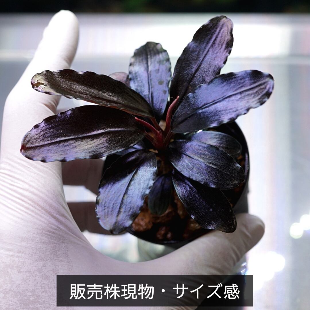 2本立親株】Bucephalandra sp.”Theia blue”【一点物】 | ブルー