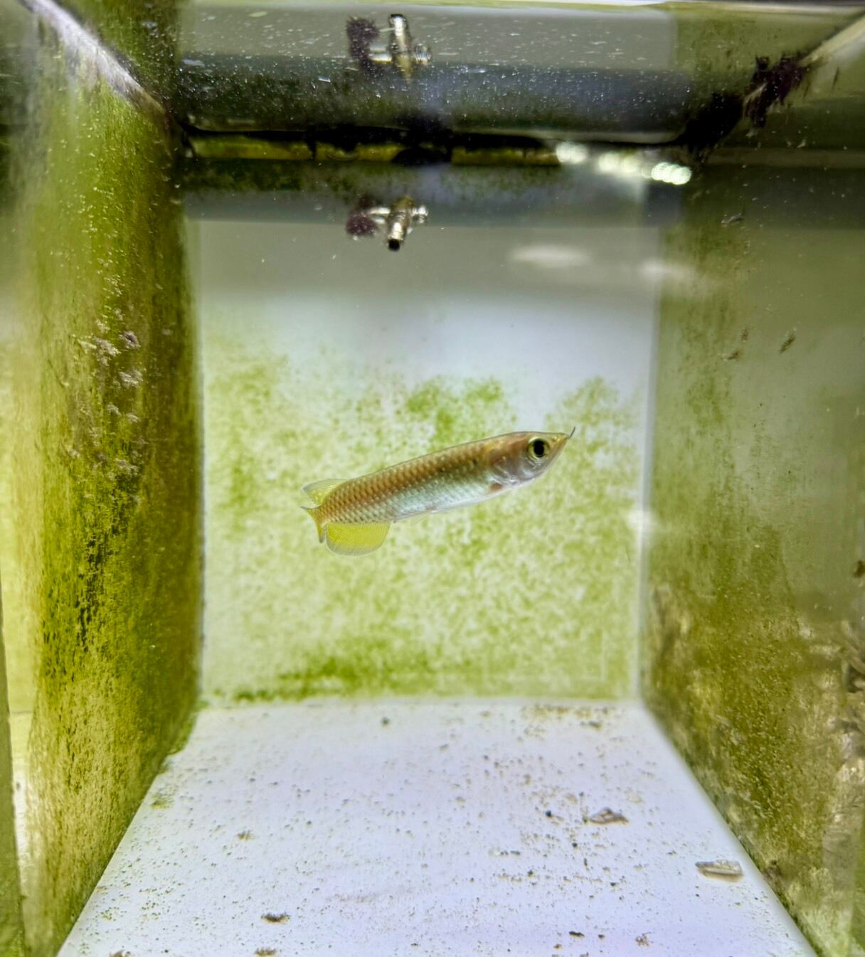 ノーザンバラムンディ | THE AQUARIUM ISE