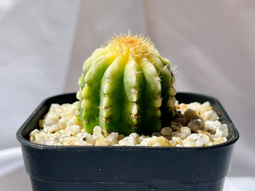 Echinopsis　エキノプシス　ロイホワイト　サボテン