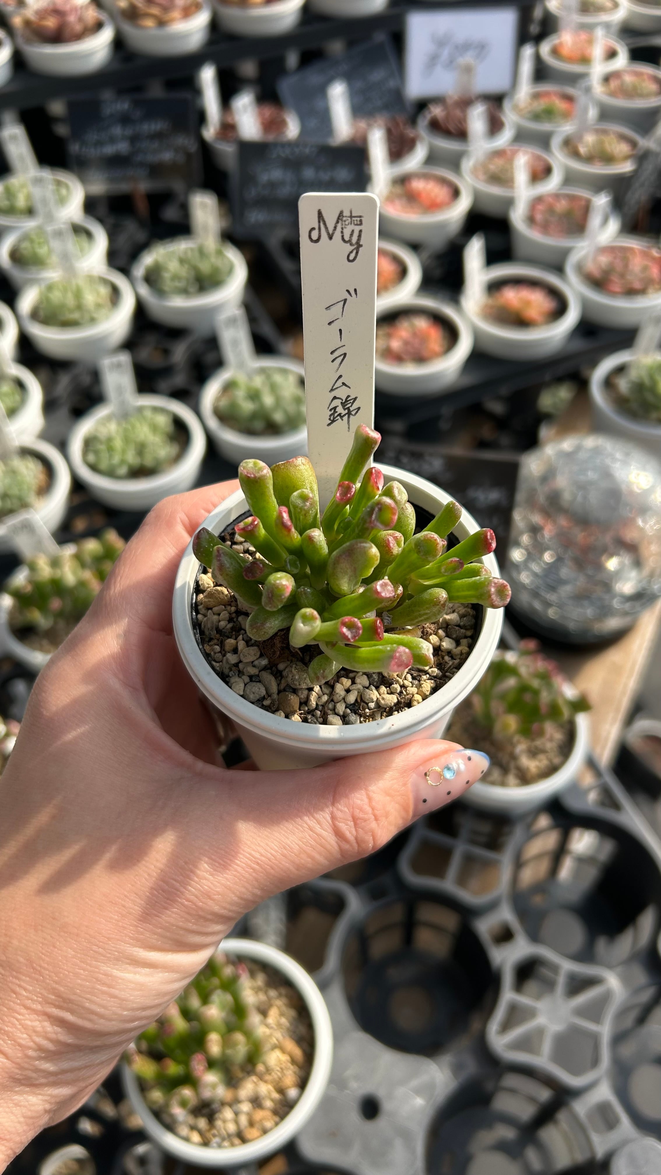 茜の塔錦 多肉植物 クラッスラ 安心の生産ポットそのまま販売（8個