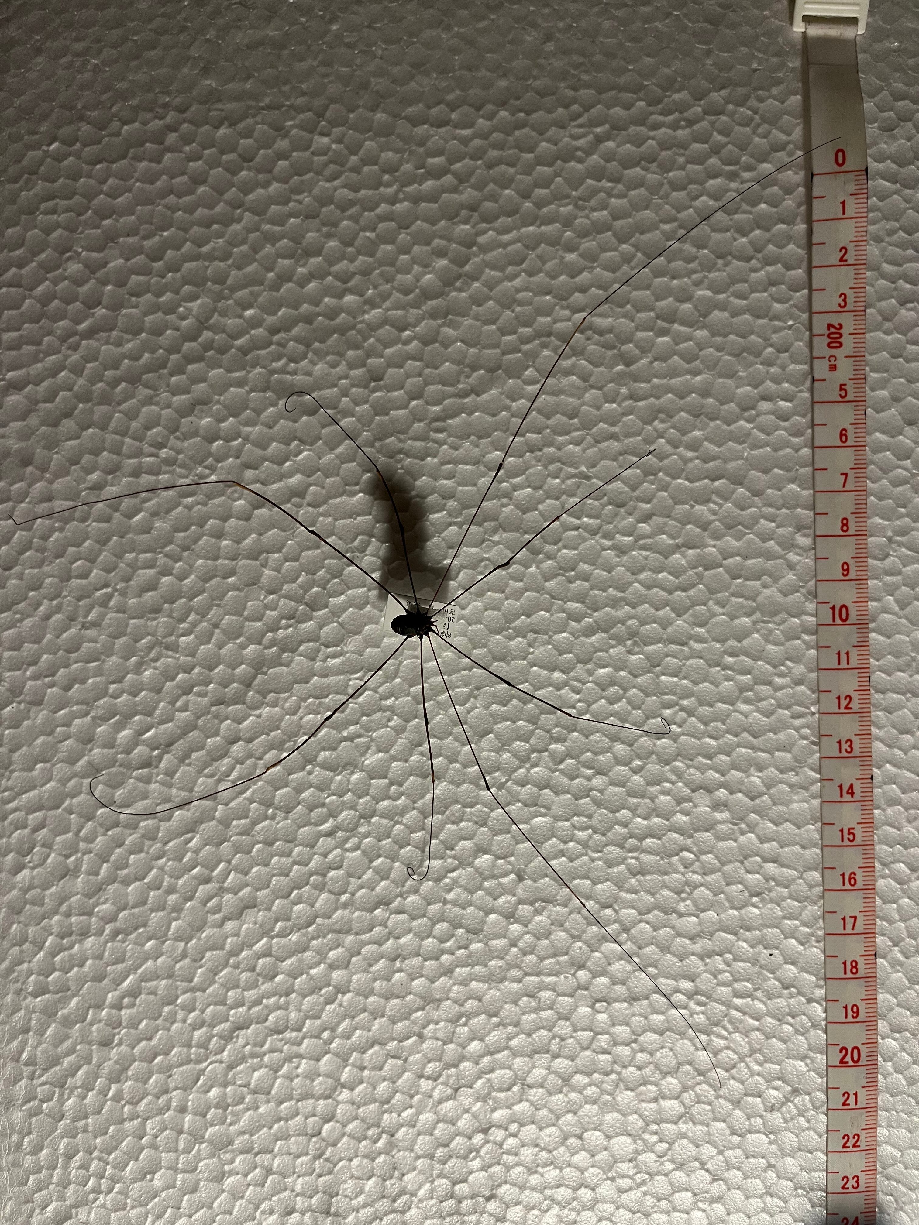 珍標本】ヤエヤマスベザトウムシ 昆虫標本 スパイダーマンティス