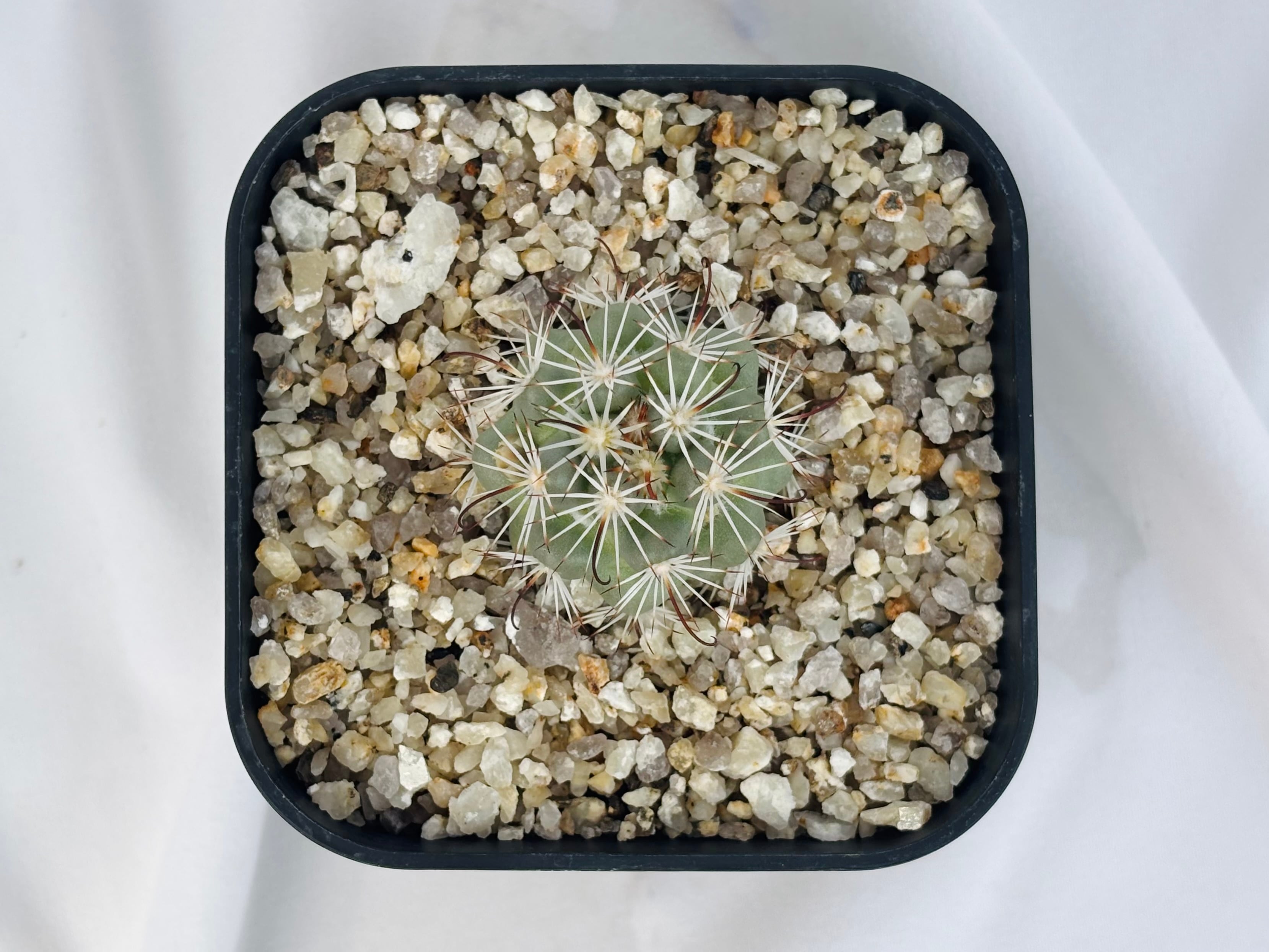 Mammillaria Schumannii マミラリア 蓬莱宮 サボテン | plants MARU