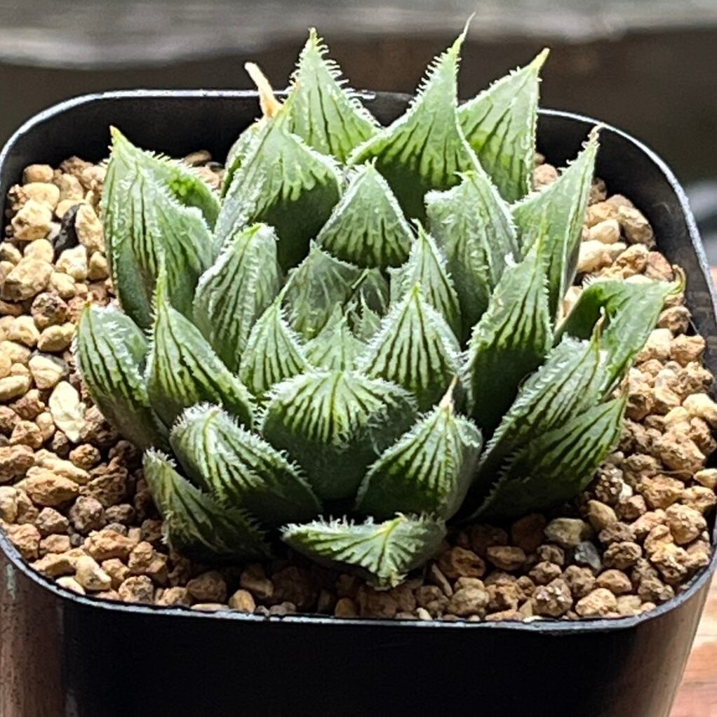 多肉植物ハオルチア翠雲錦極上斑