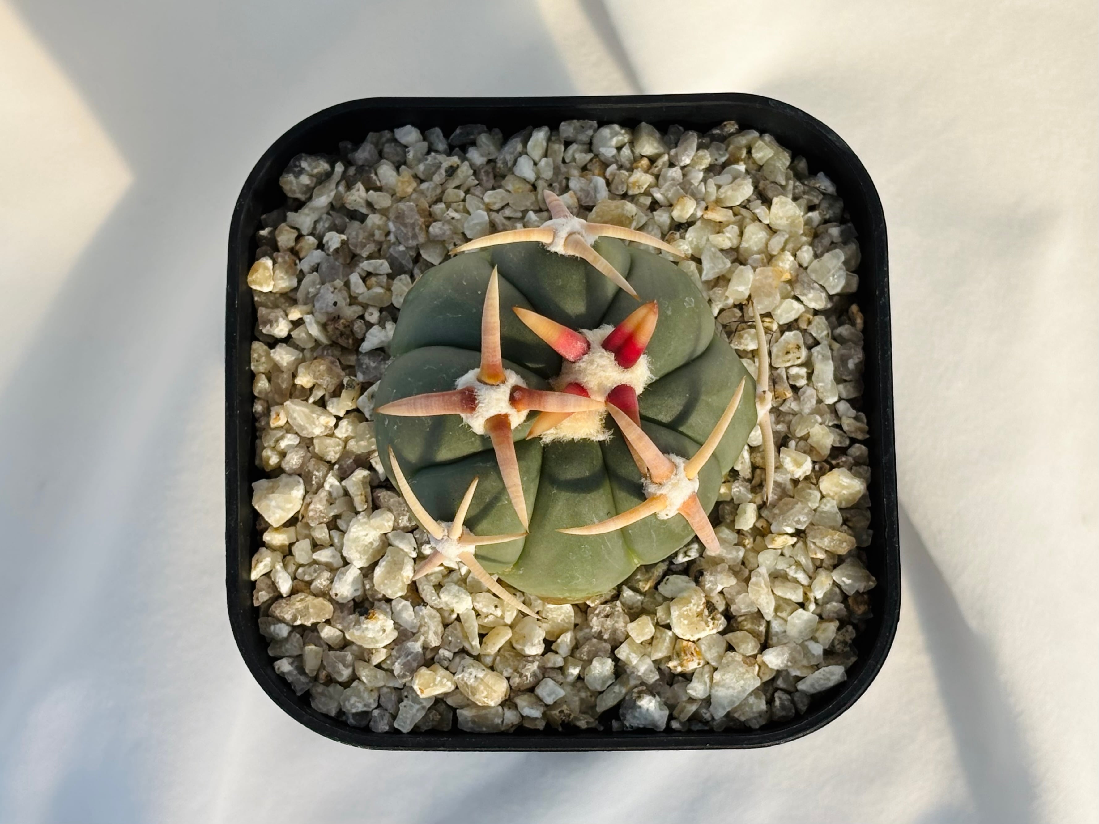 Echinocactus horizonthalonius エキノカクタス 白刺翠平丸 強刺選抜
