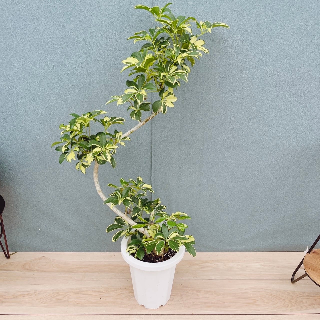 ［現品］H ツピタンサス　8号　観葉植物　室内　大型　おしゃれ　大きめ　人気 現品］ツピタンサス 8号 観葉植物 室内 大型 おしゃれ シェフレラ