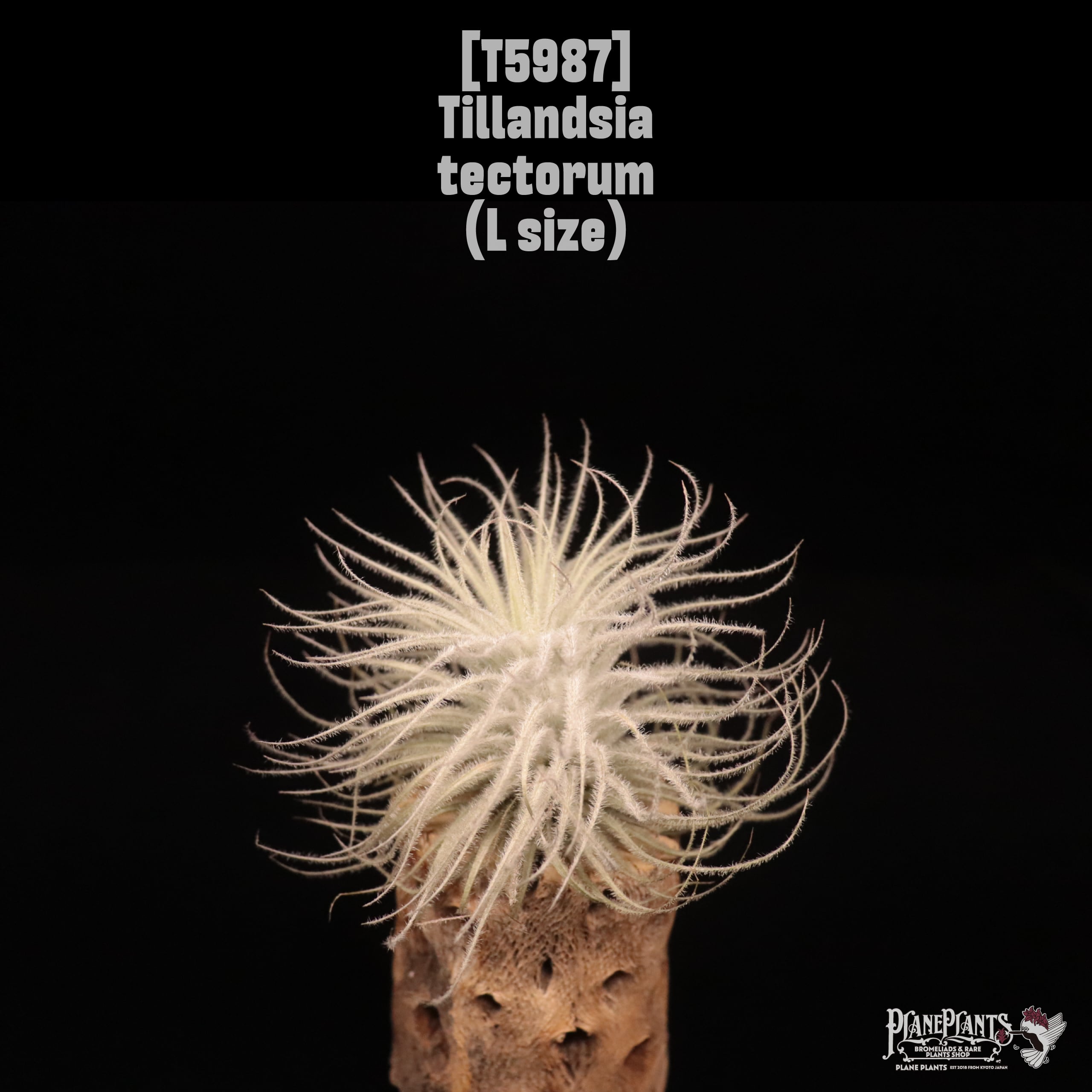 Tillandsia tectorum L〔ティランジア〕T5987
