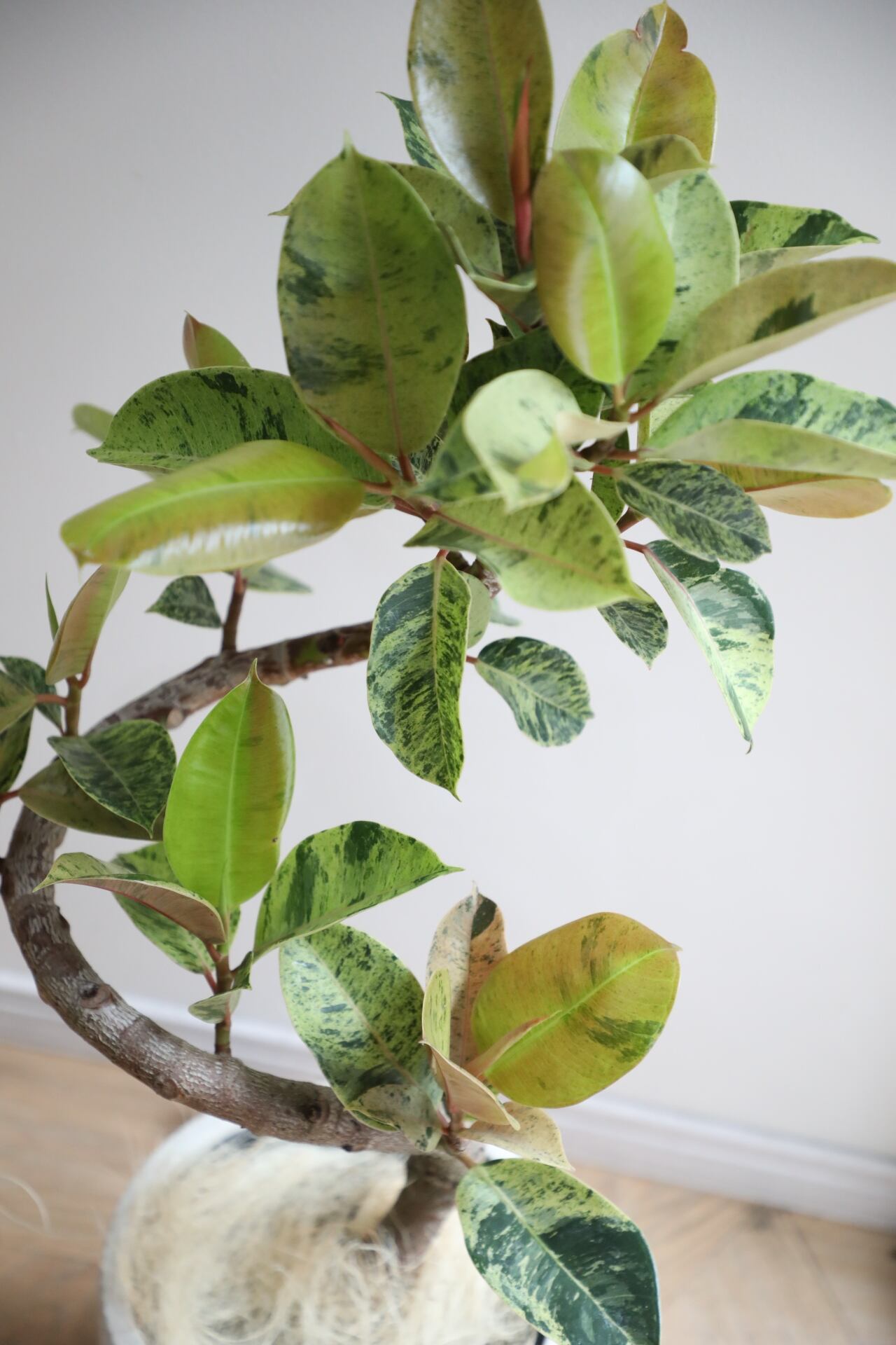L/99cm】フィカス ジン/Ficus | 【厳選植物・器】MIDORI DOUMEI 翠堂明