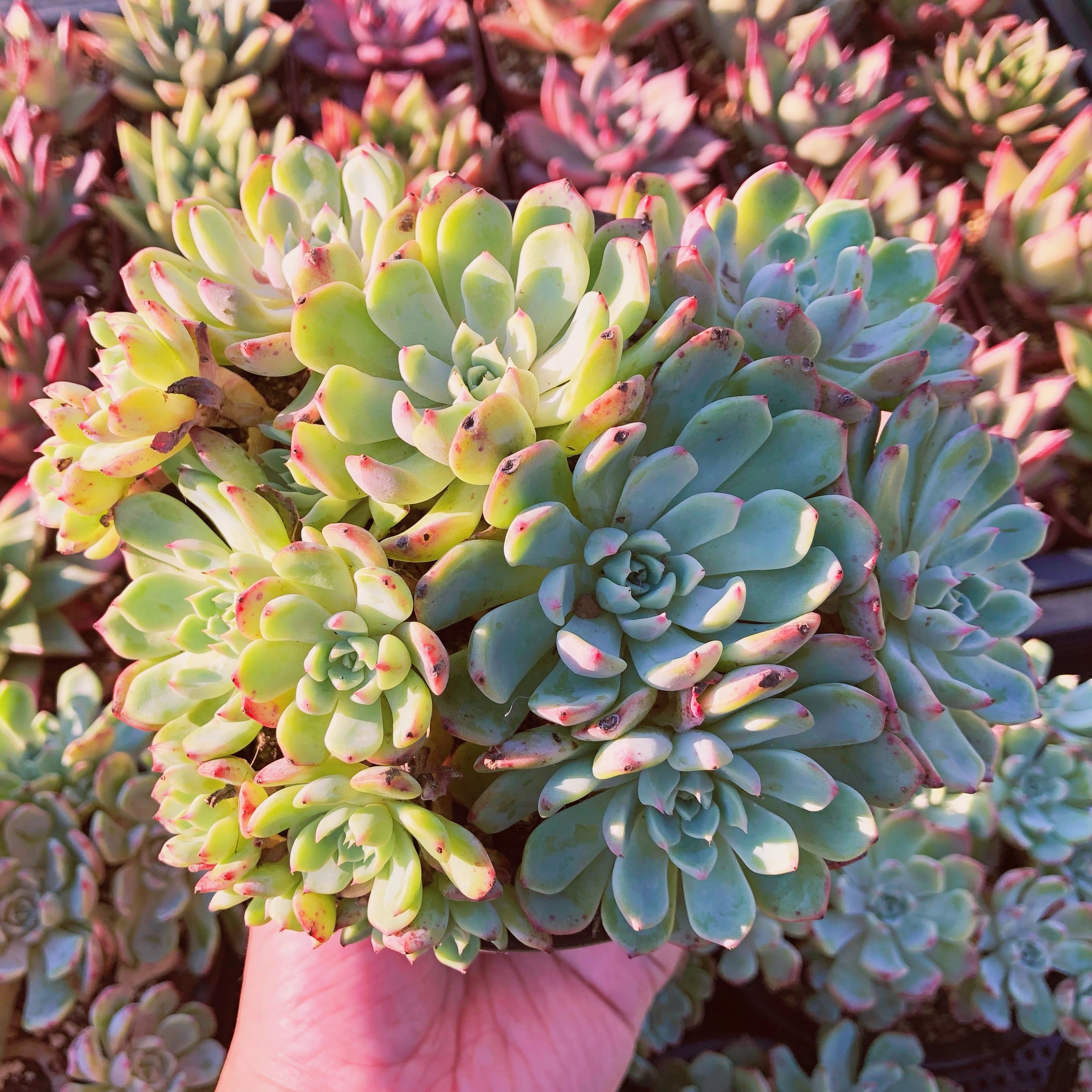 多肉植物　nanafukumini　大群生