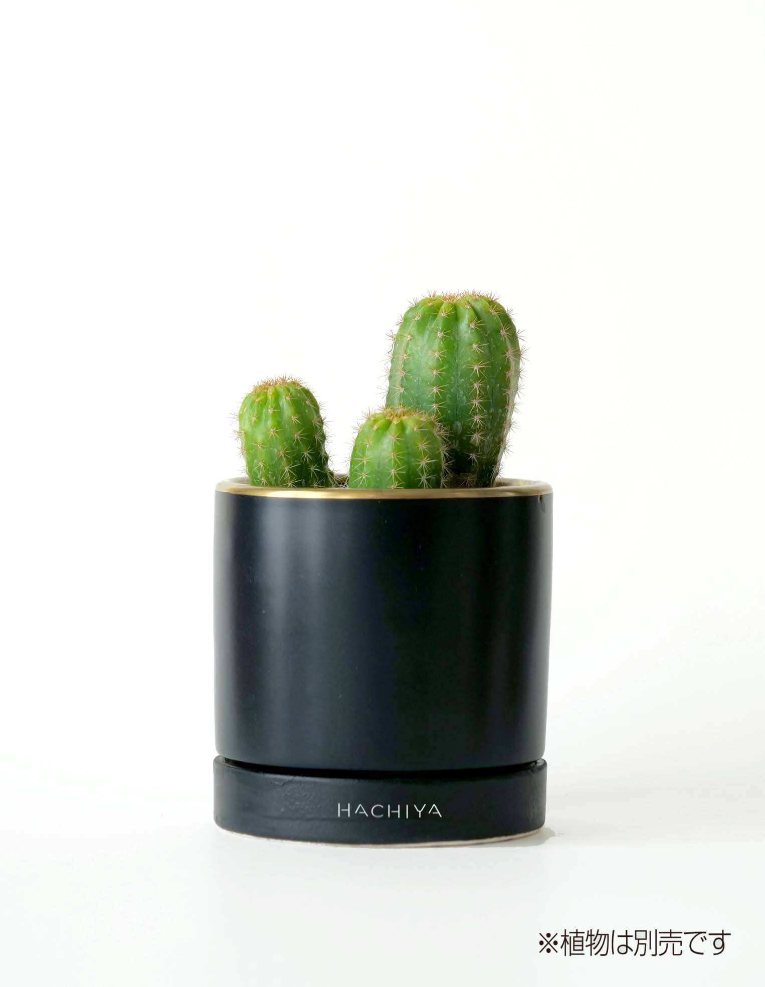 <陶器鉢> Golden edge Black Sサイズ