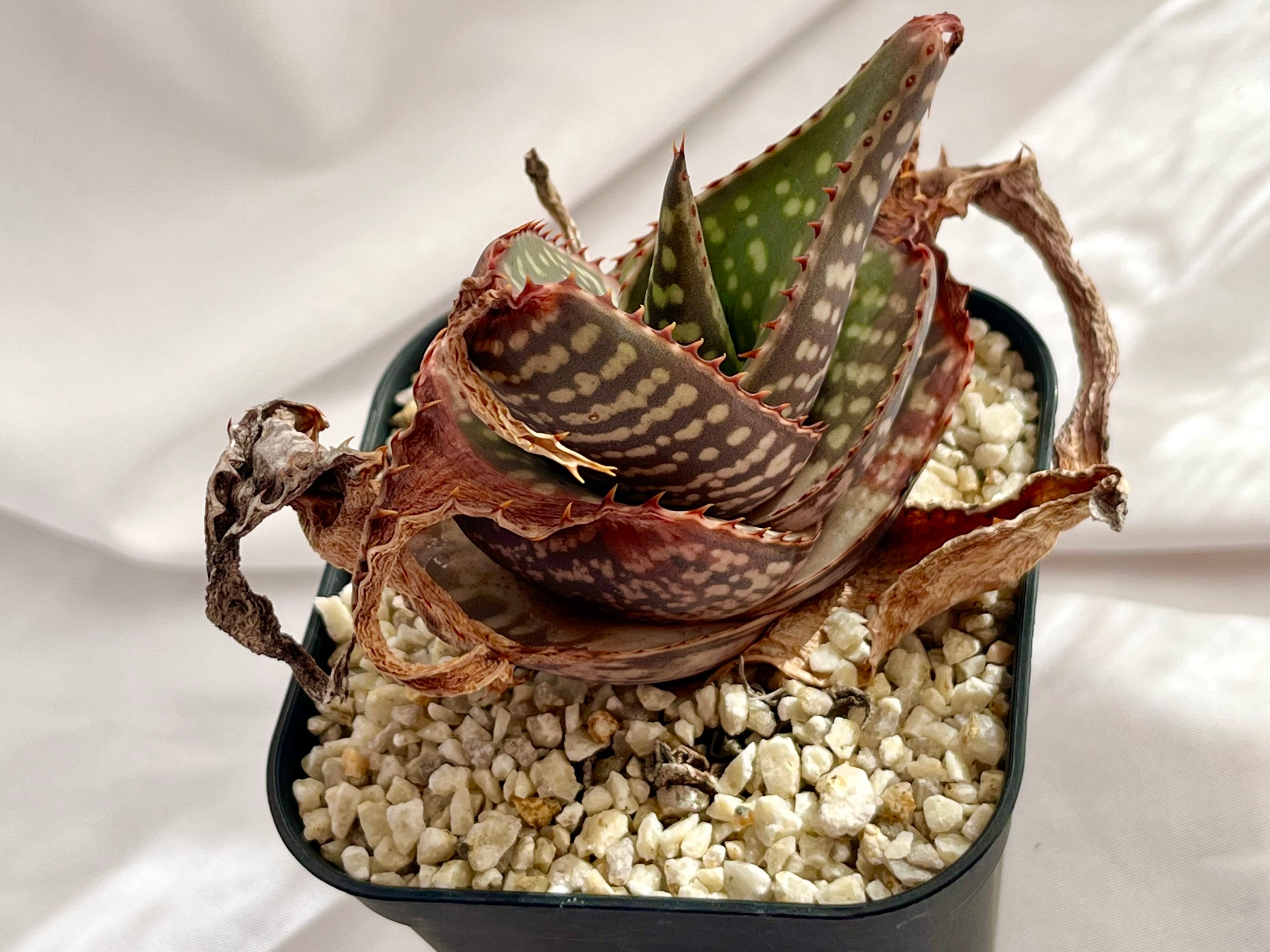 アロエ　ラティフォリア　Aloe maculata v.latifolia Aloe maculata v.latifolia アロエ ラティフォリア 多肉植物 | plants