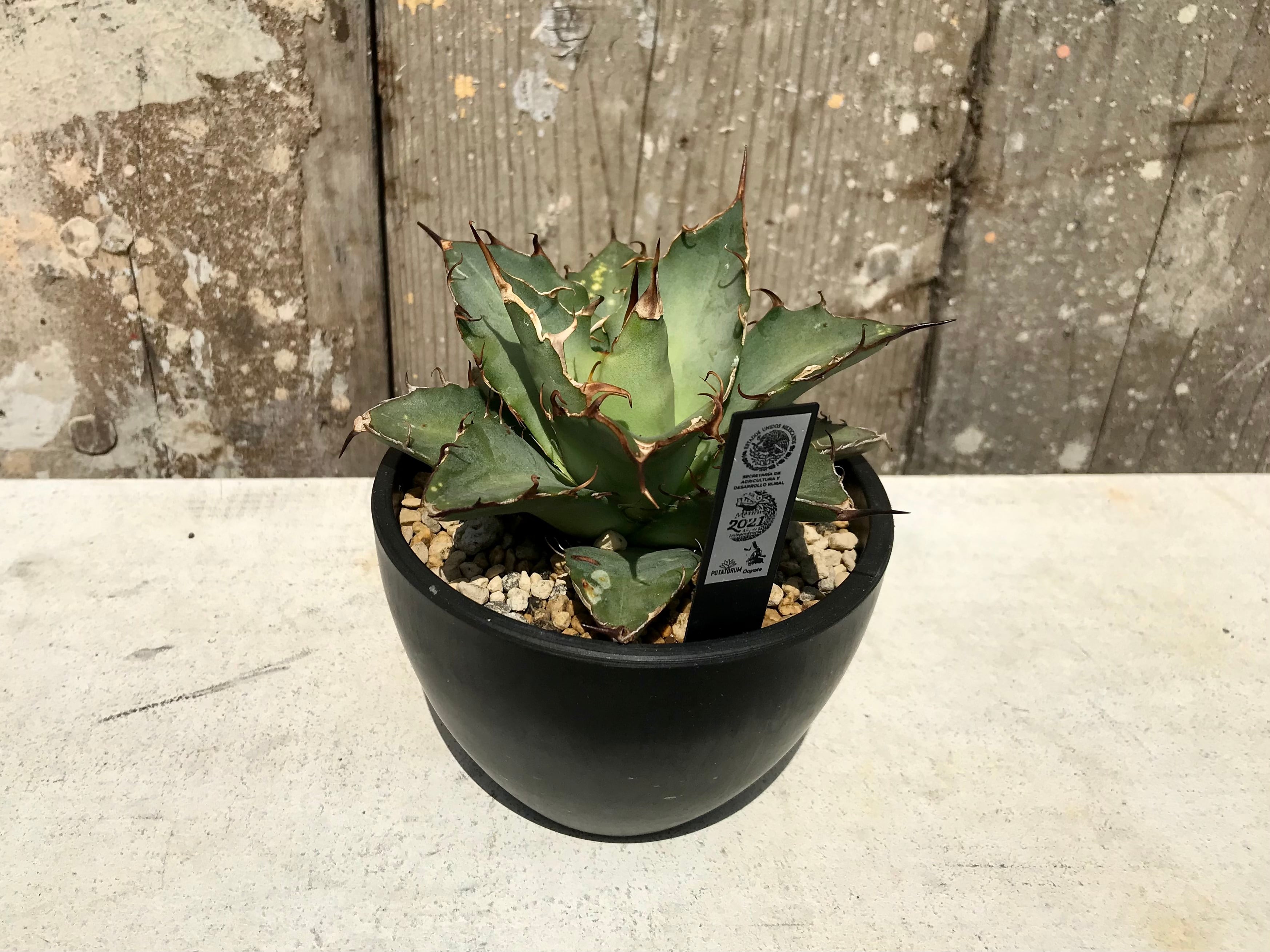 ① Agave oteroi from Oaxaca / アガベ オテロイ オアハカ 現地株 ...