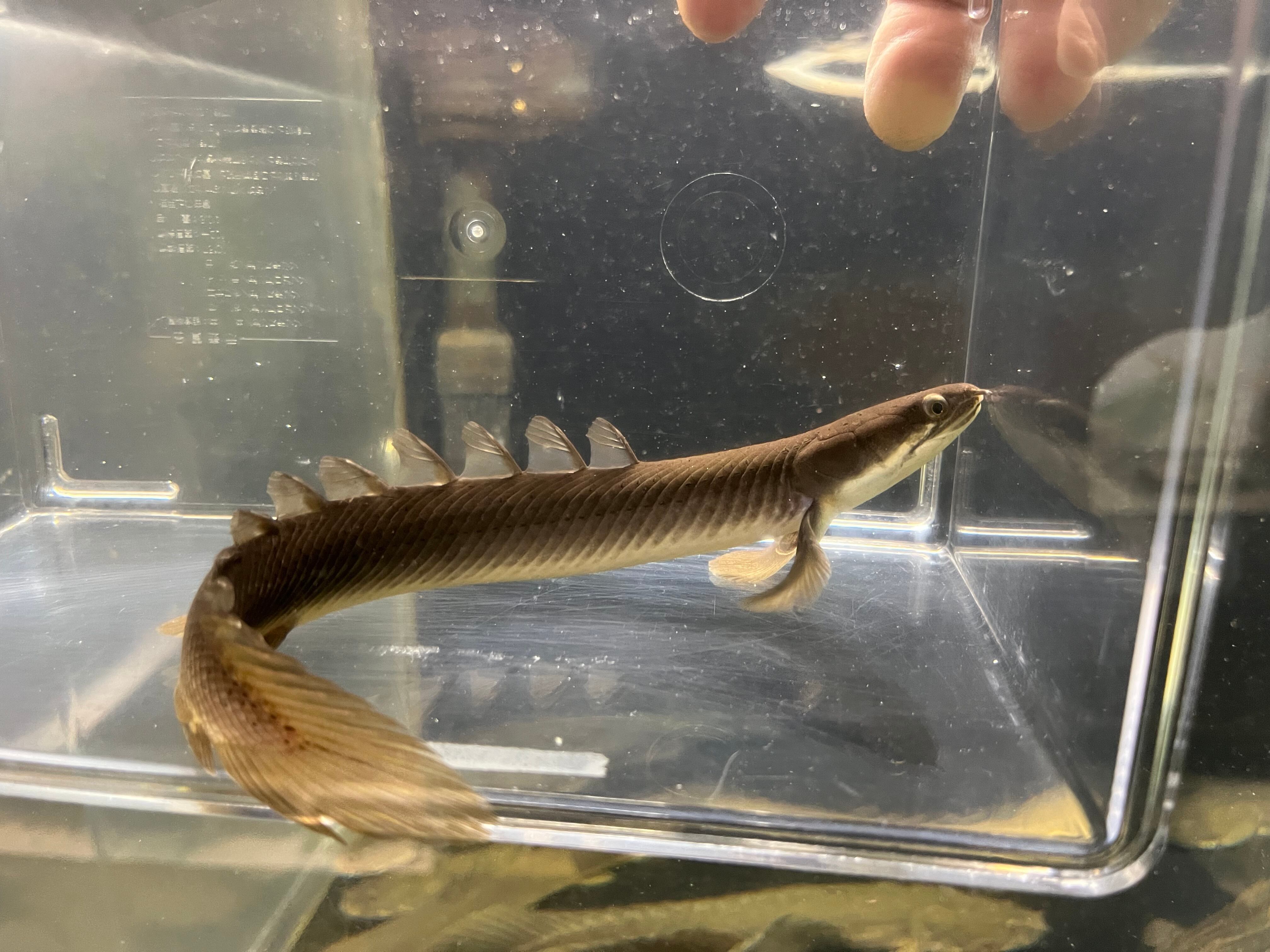 wild ナイジェリア産 ラプラティー 約55cm