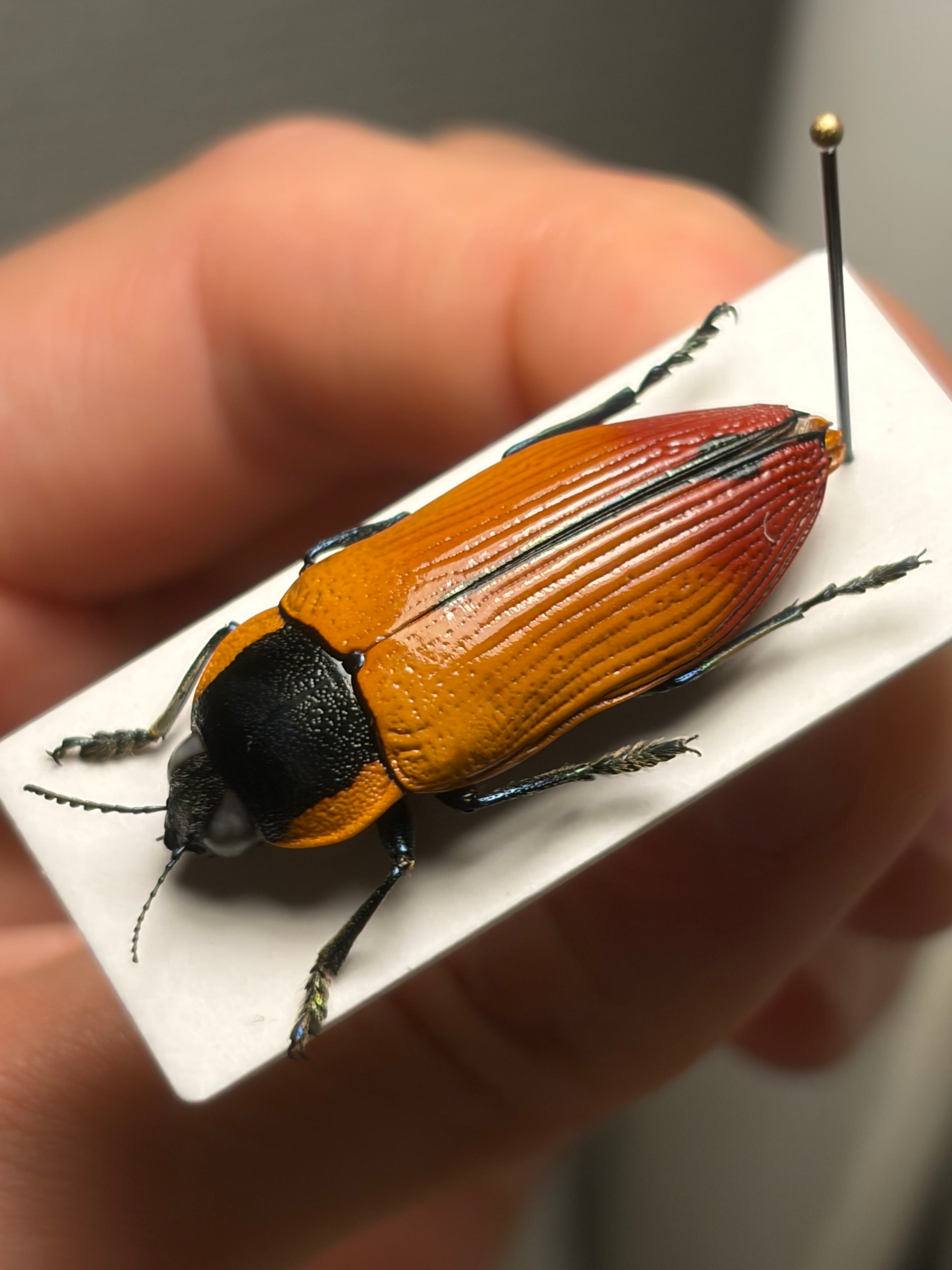 31mm】Temognatha variabilis オーストラリアのタマムシ きらめく甲虫
