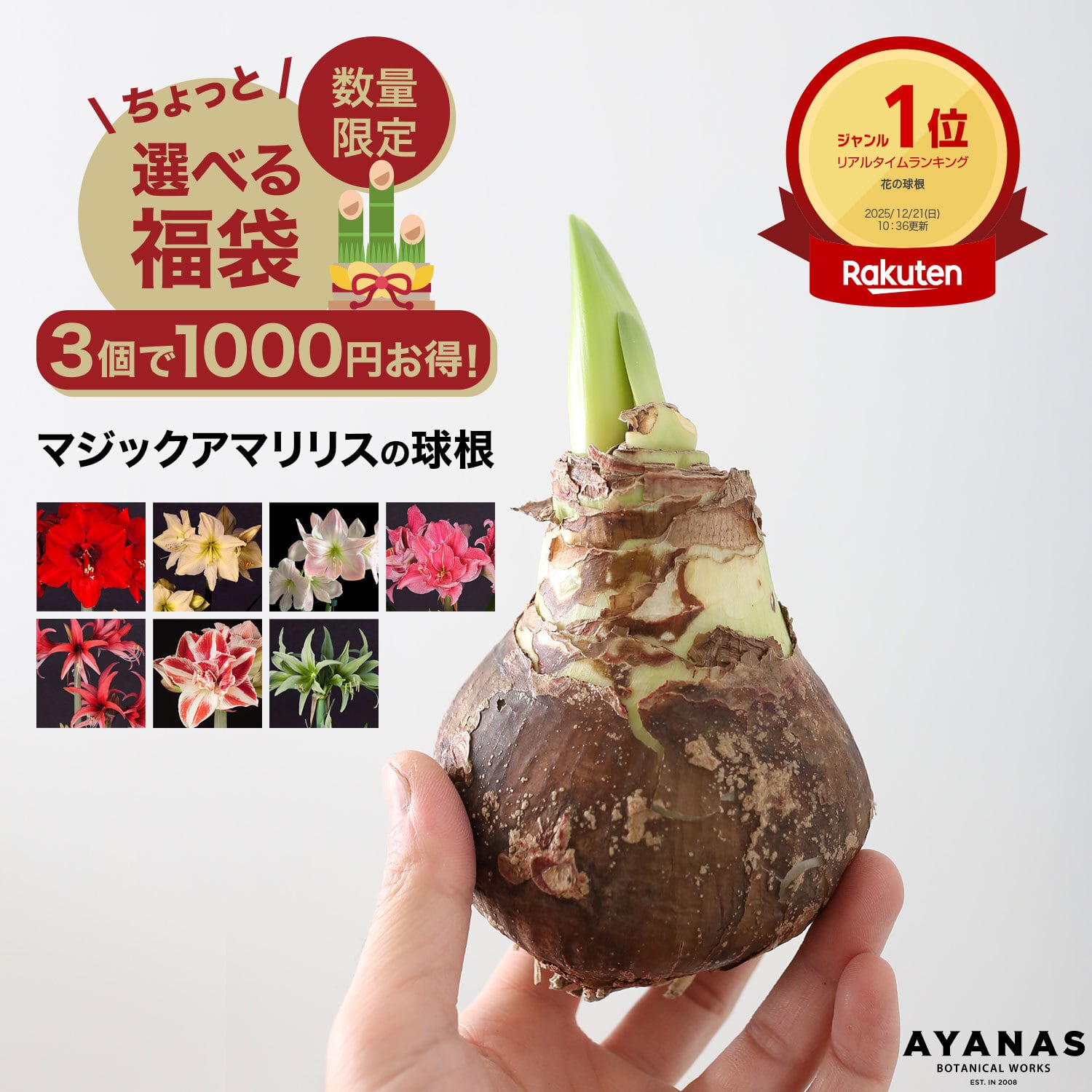 水も土もいらない、マジックアマリリスの球根 | AYANAS（アヤナス