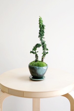 【S】石化ヒノキ 盆栽 盆栽/Ficus microcarpa