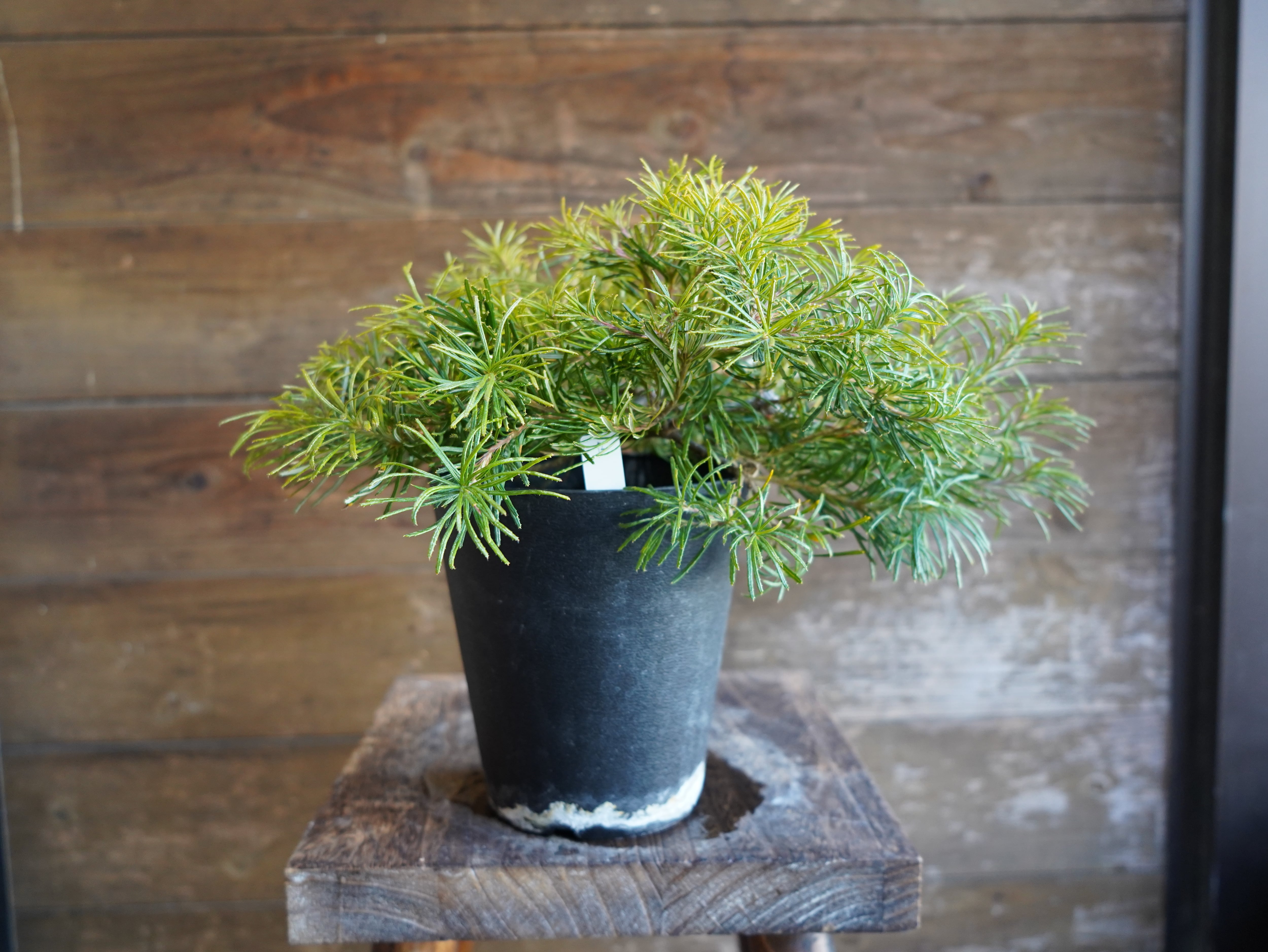 【現物】バンクシア　”バースデーキャンドル”　B