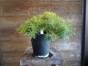 【現物】バンクシア ”バースデーキャンドル” B