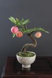 盆栽 桃 Peach Tree Bonsai #56（鉢変更）
