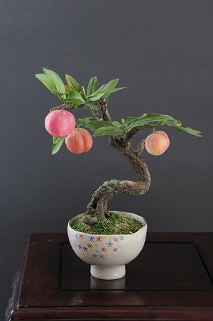 盆栽 桃 Peach Tree Bonsai #56（鉢変更）