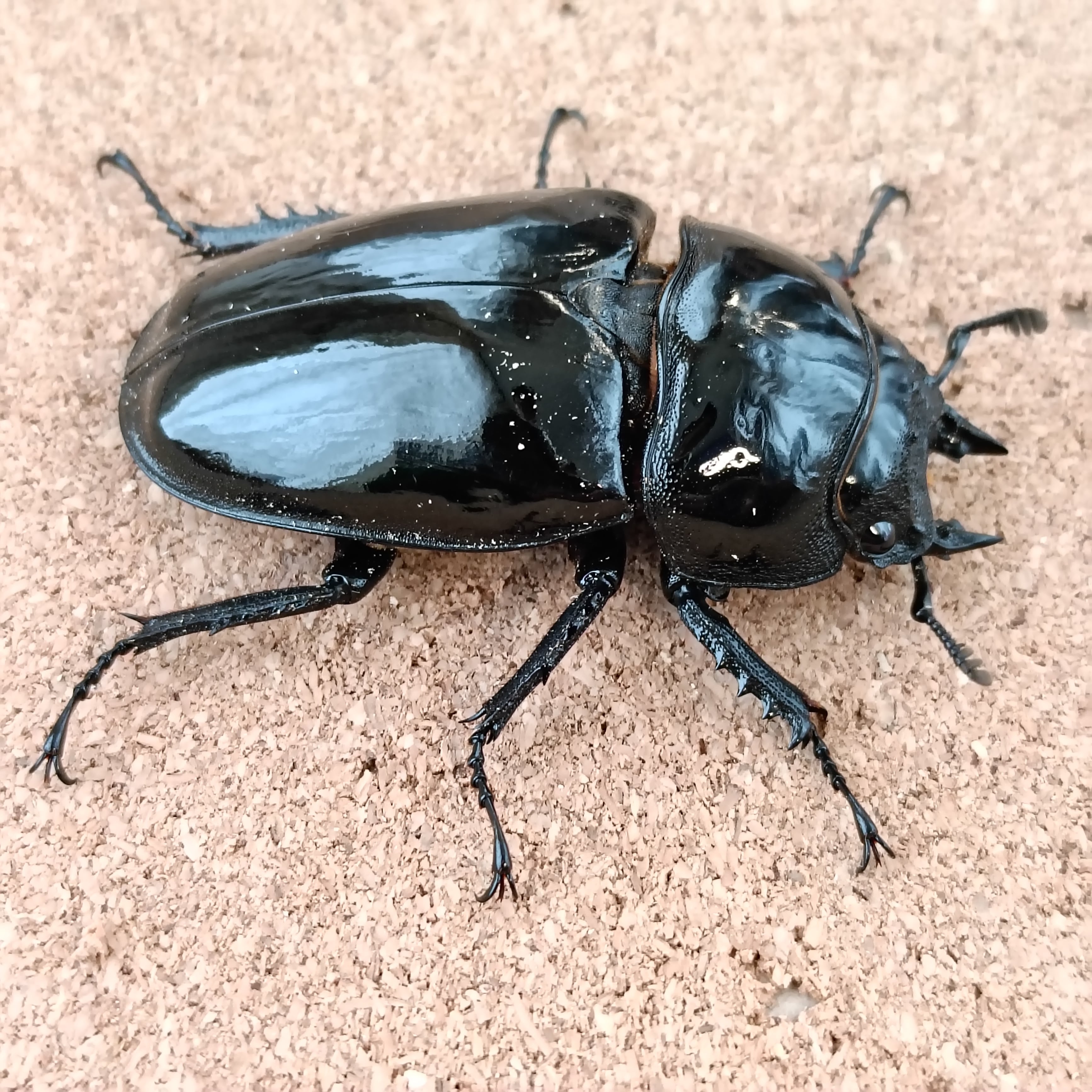 【新品未使用】 タランドゥスツヤクワガタ　いろいろ４枚 タランドゥスオオツヤクワガタ ♂74mm／♀53mm成虫ペア - 昆虫