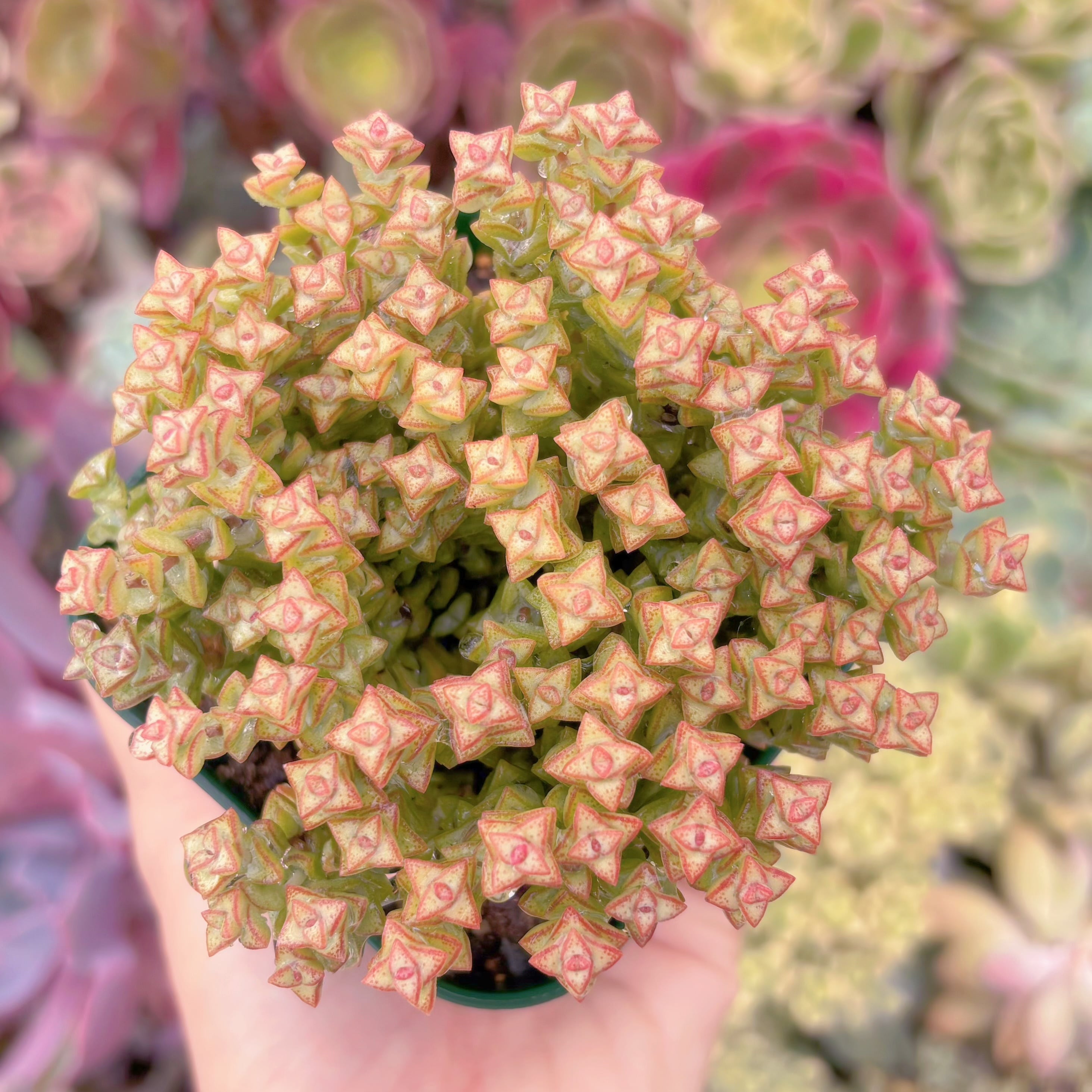 現品　小米星#682　るる農園