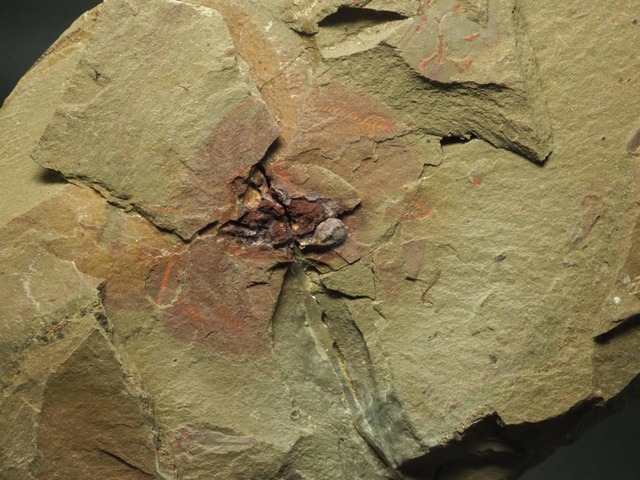 触覚！希少種！フルカ【Furca mauritanica】モロッコ王国産/マルレラ/Marrellomorph