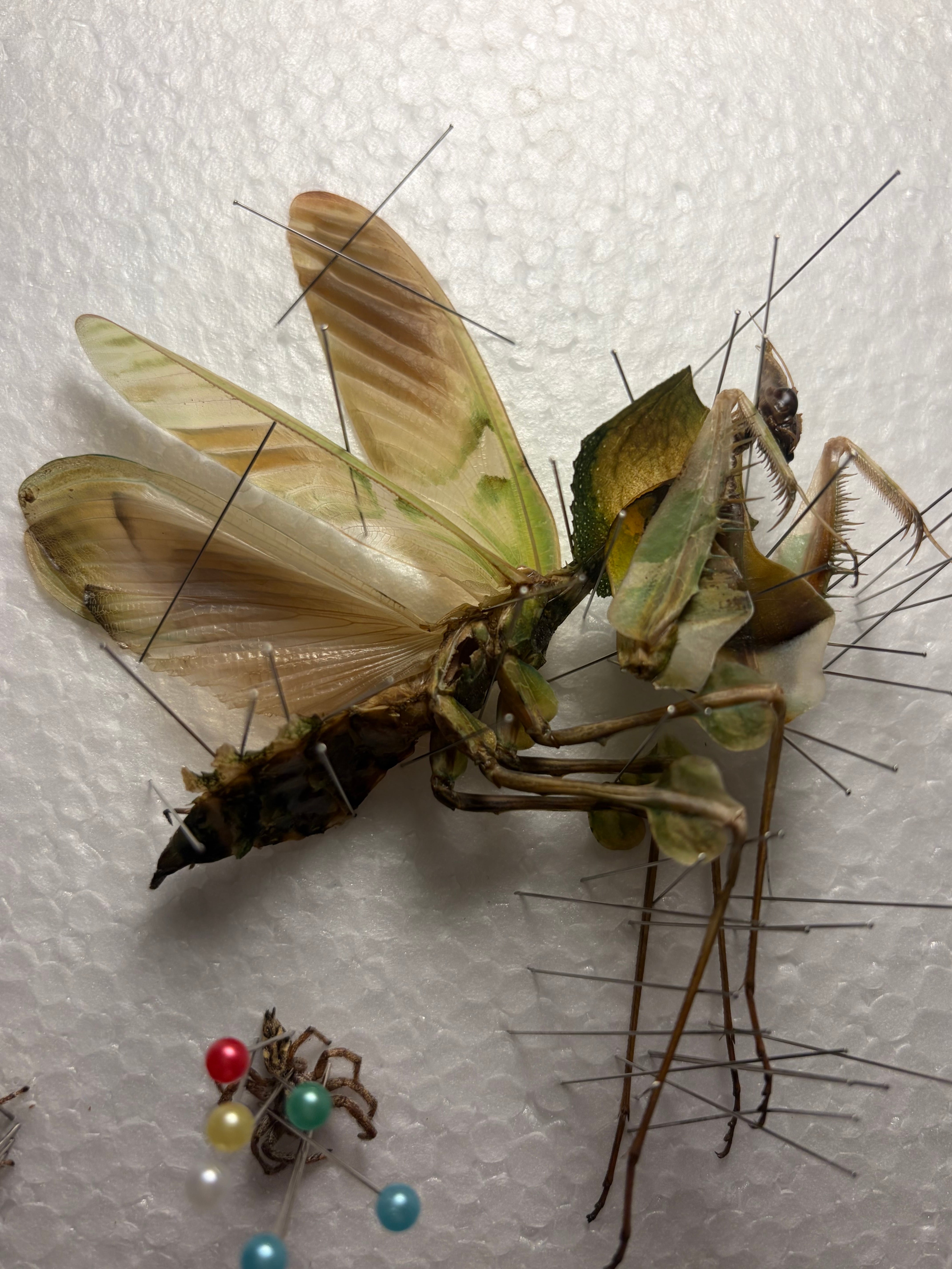 半立体標本】ニセハナマオウカマキリ マンティスタランチュラムカデ