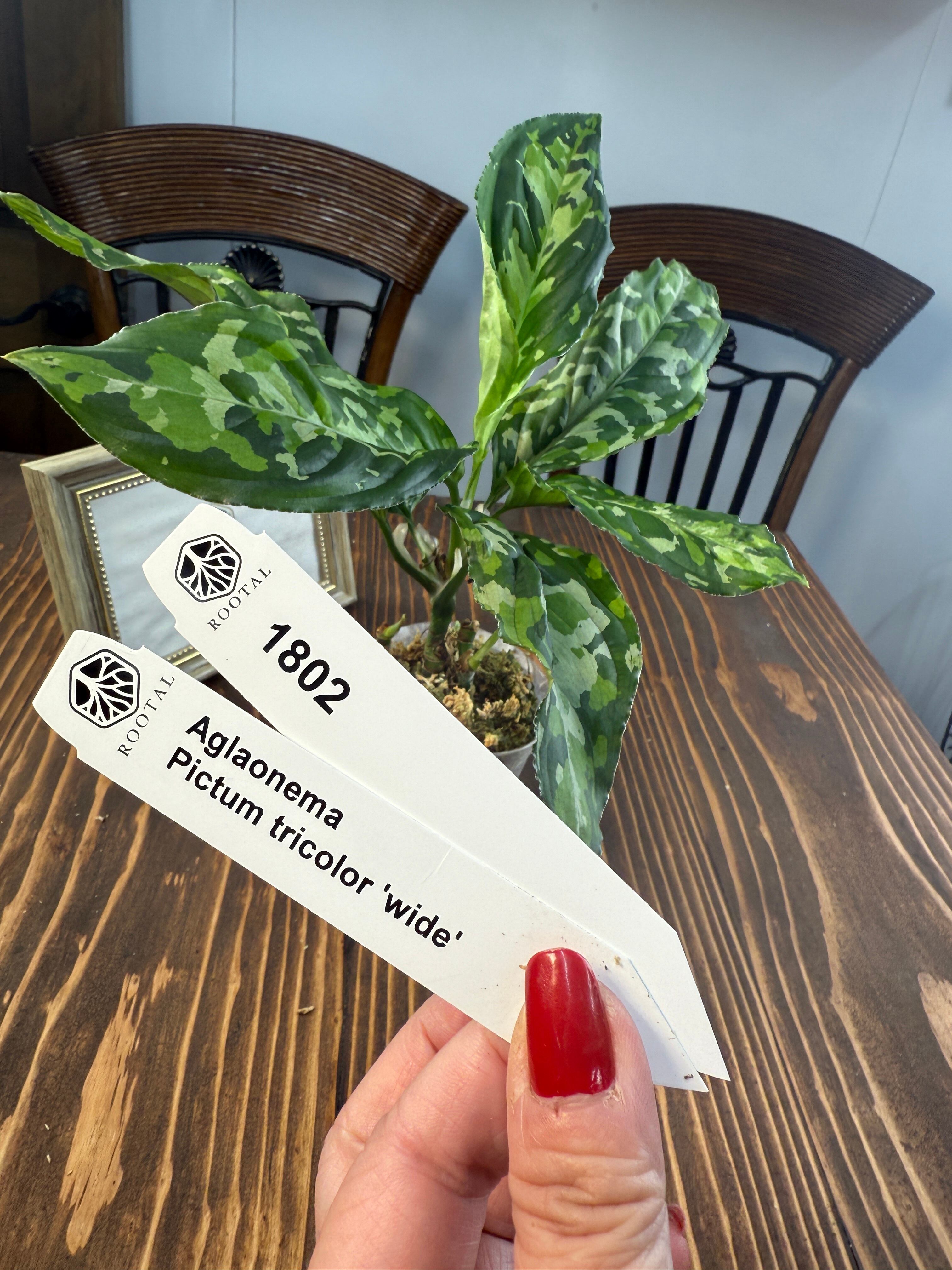 アグラオネマ | ROOTALPLANTS