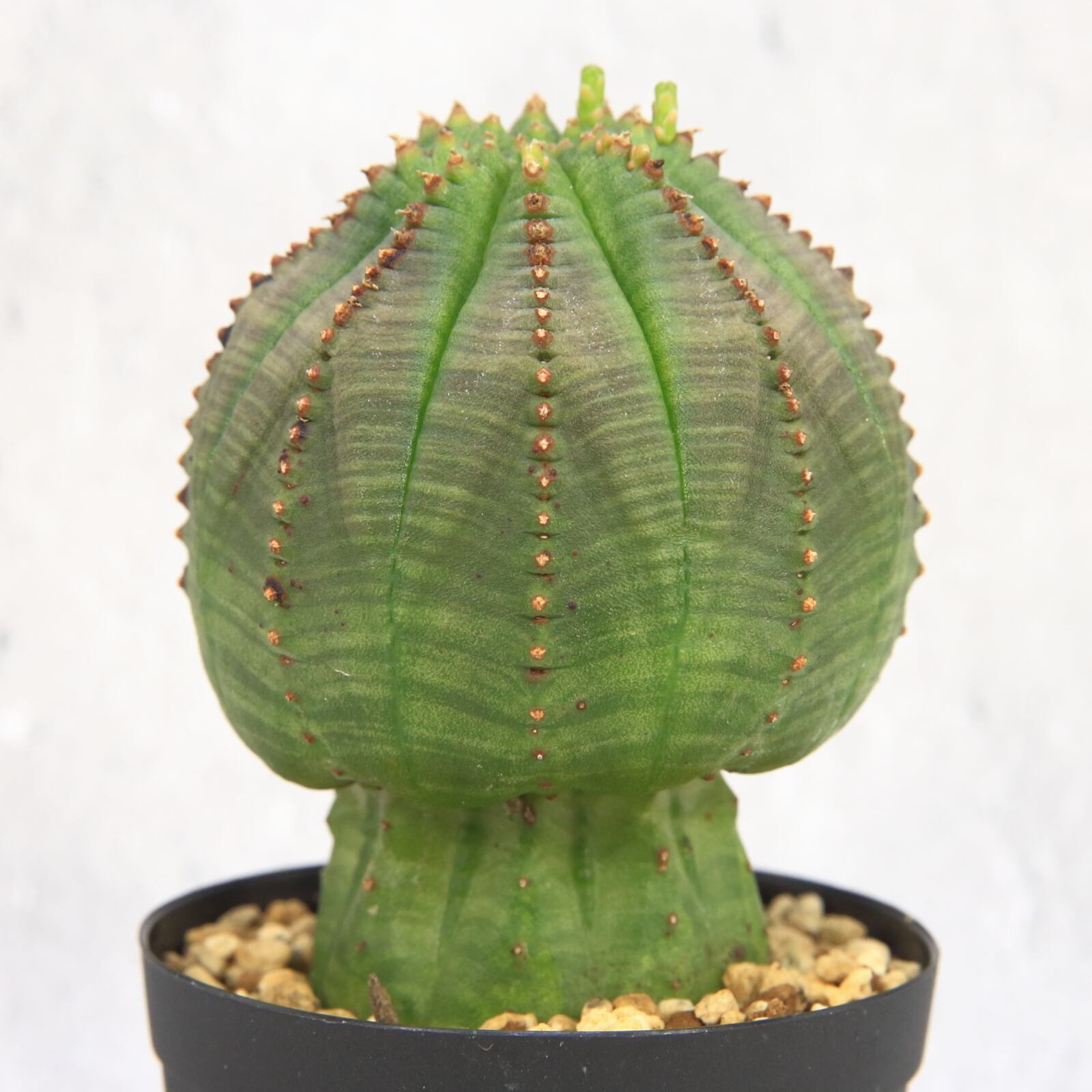 発根済み ユーフォルビアオベサ キノコ型 美形 美模様 Lighthouse Plants 海外実生株のオベサを中心に 輸入植物を扱うプランツ セレクトショップ