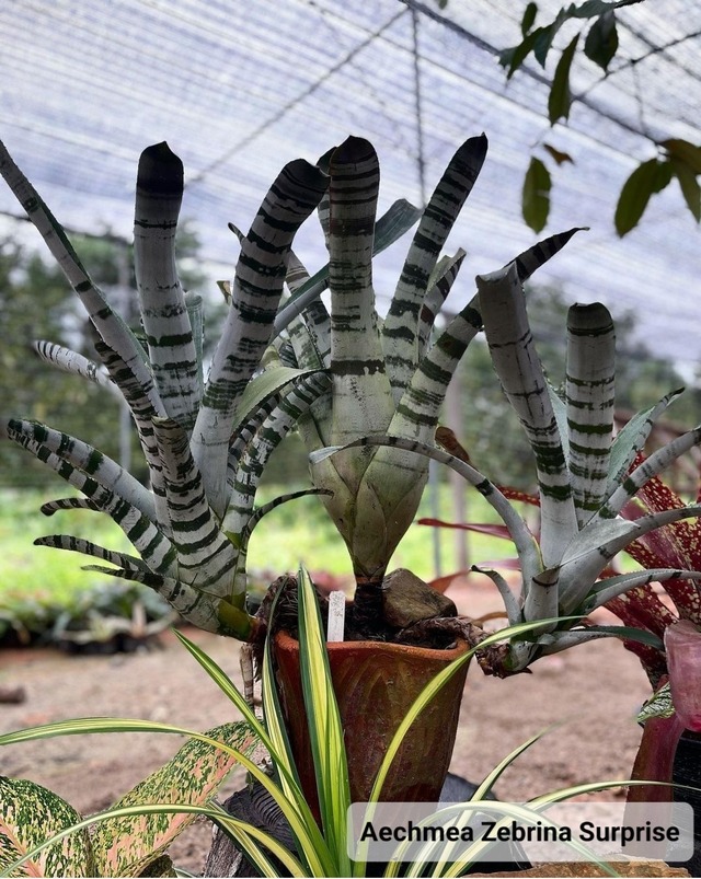 Aechmea Zebrina Surprise【artPLANTs】エクメア/タンクブロメリア