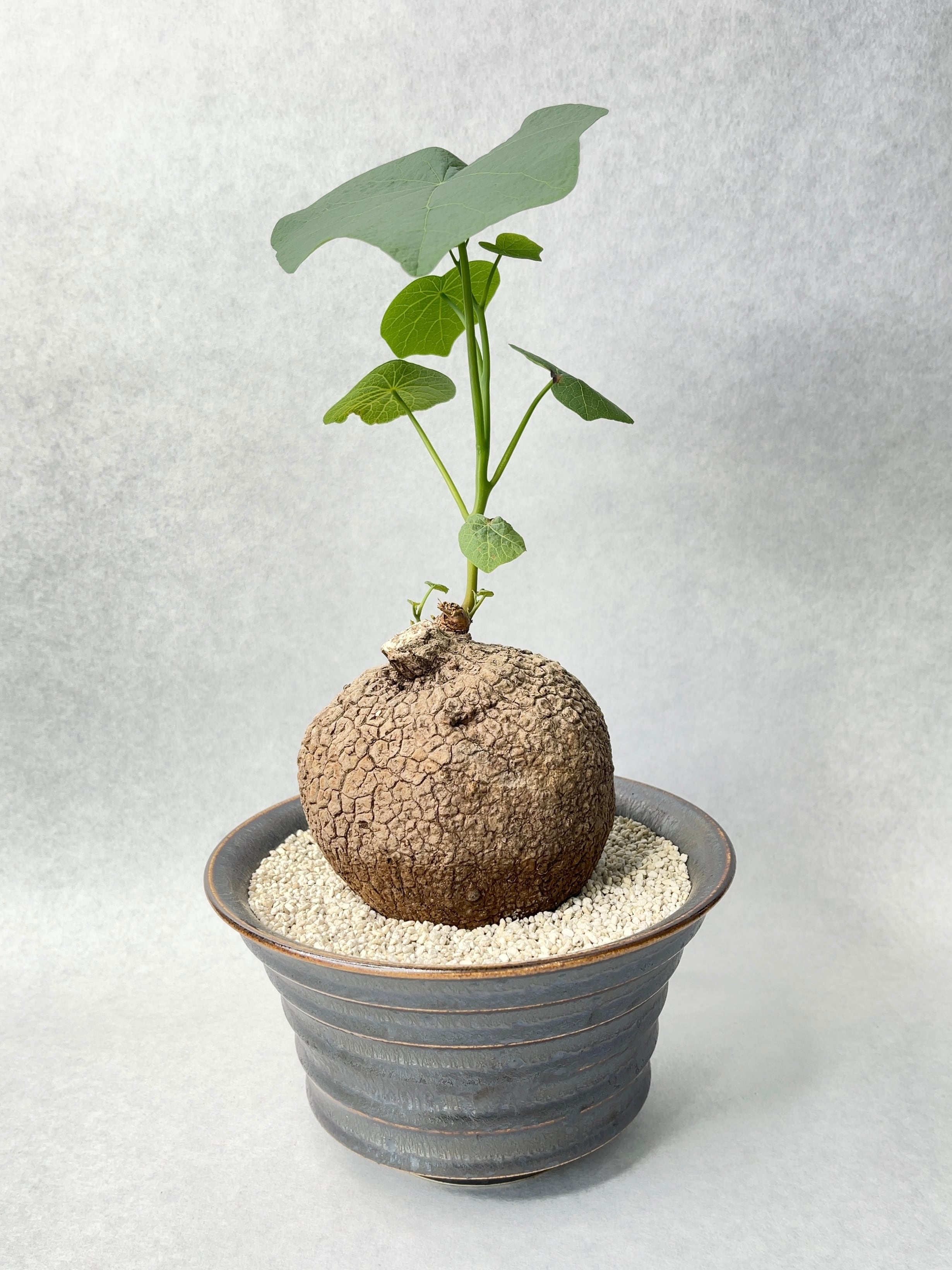 パキポディウム　グラキリス　扁平　阪本健　鉢 パキポディウム グラキリス 扁平 阪本健 鉢 パキポディウム グラキリス