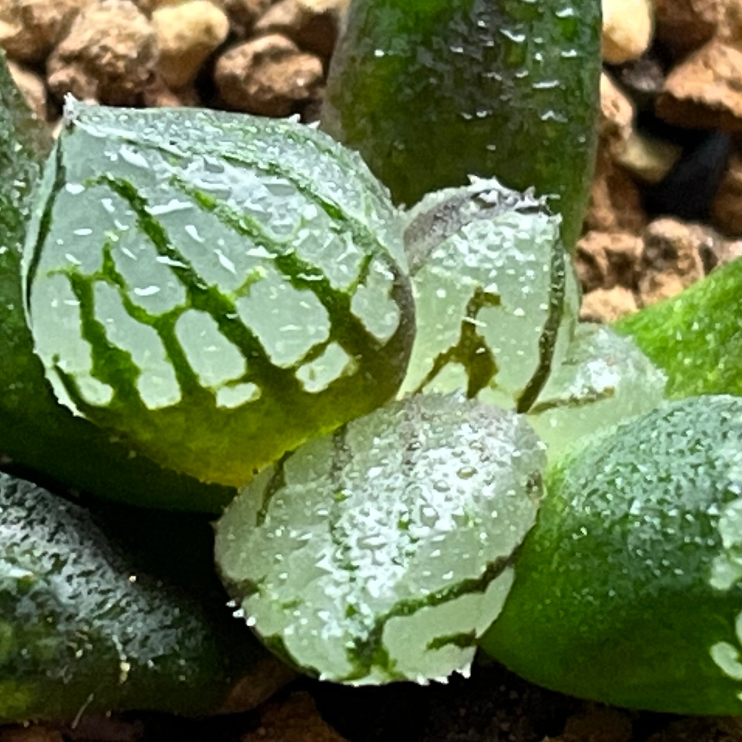 ハオルチア 水晶魔界ミュータント | mocono_plants