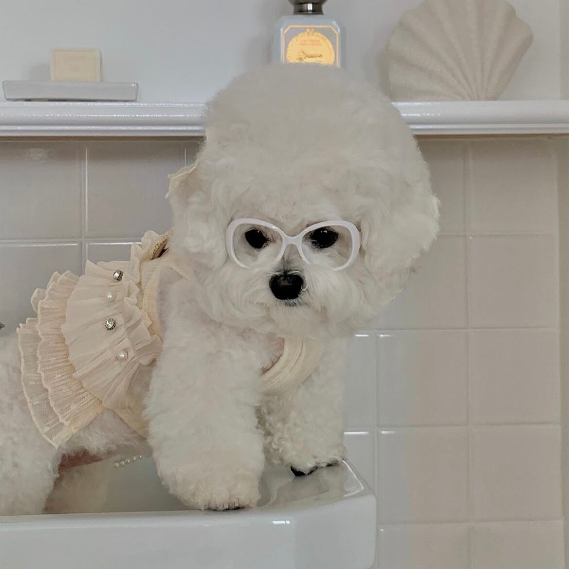 【seenii】SoonSu ops